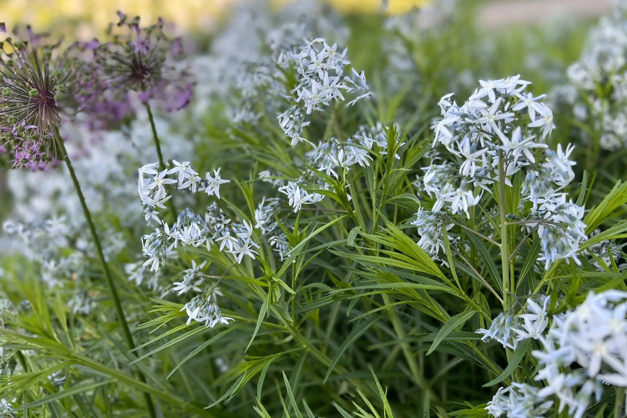 Amsonia hubrichtii