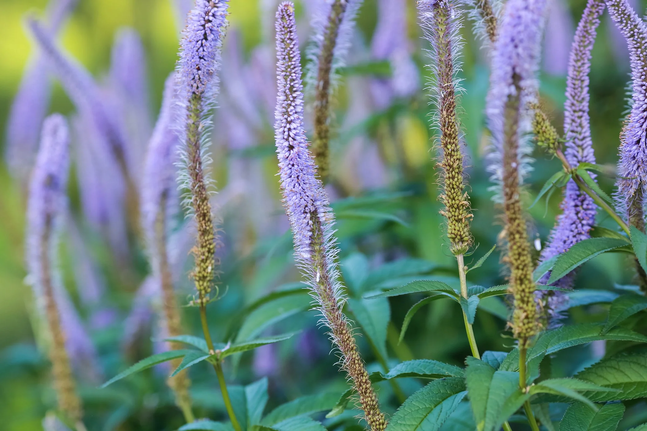 Veronicastrum virginicum 'Manhattan skyline'