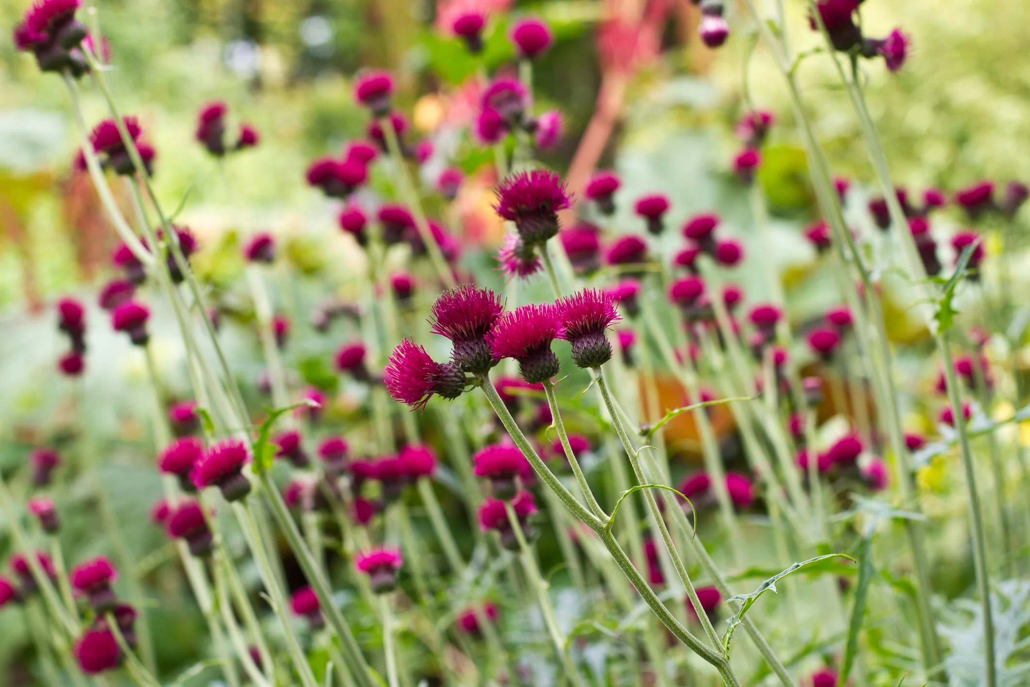 Cirsium rivulare 'Atropurpureum' 