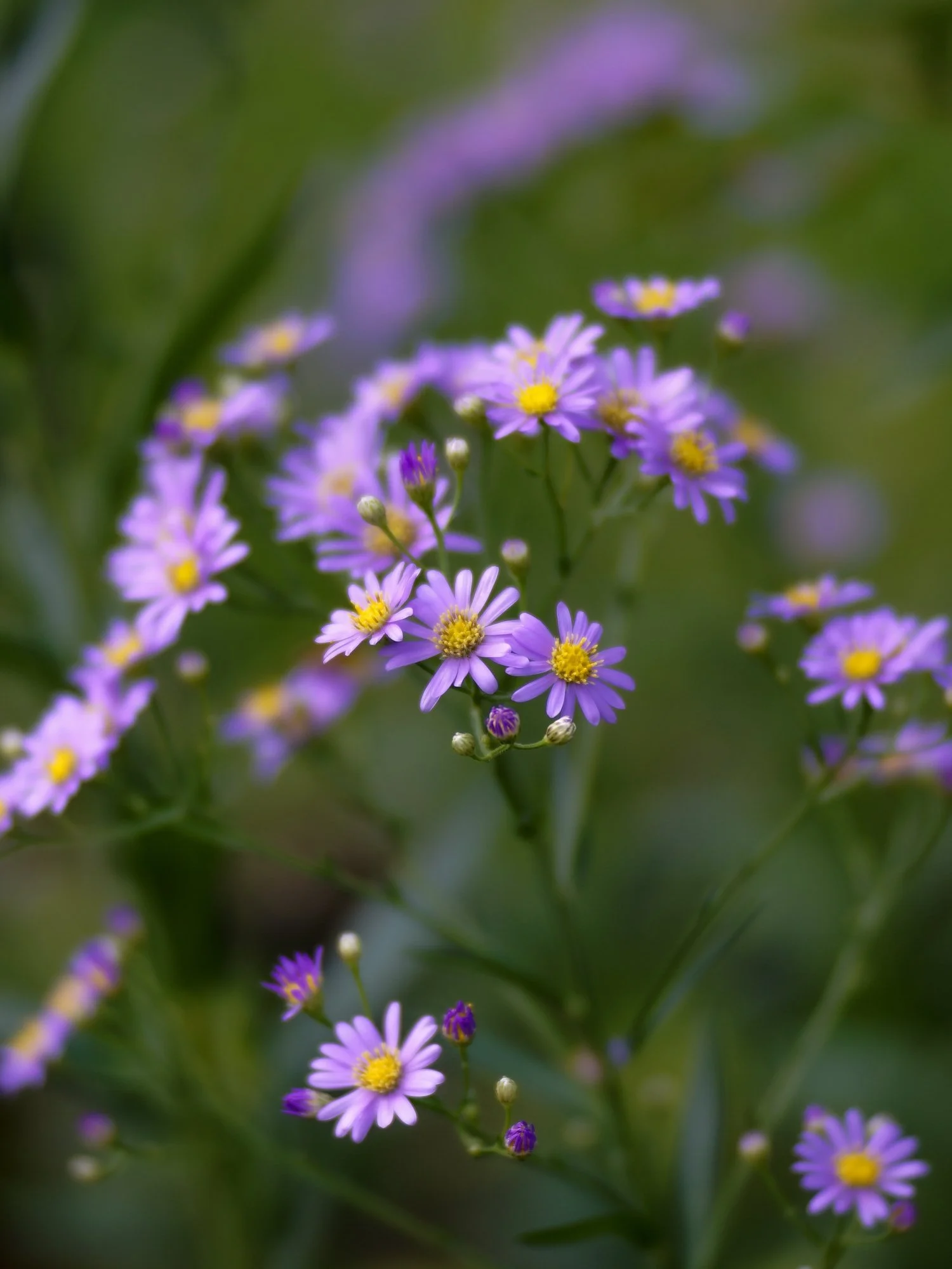 Aster tataricus 'Jindai'