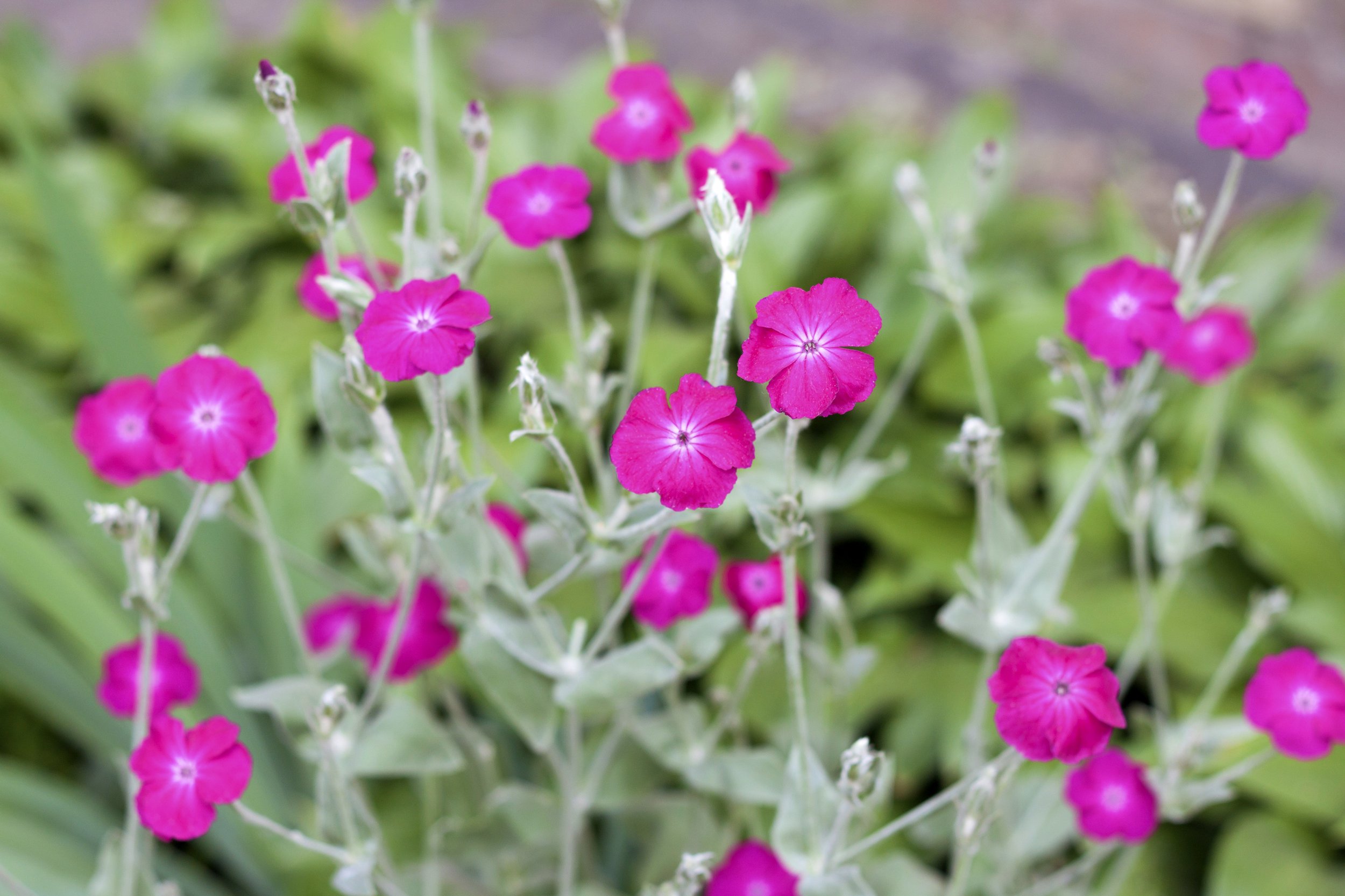 Lychnis coronaria 