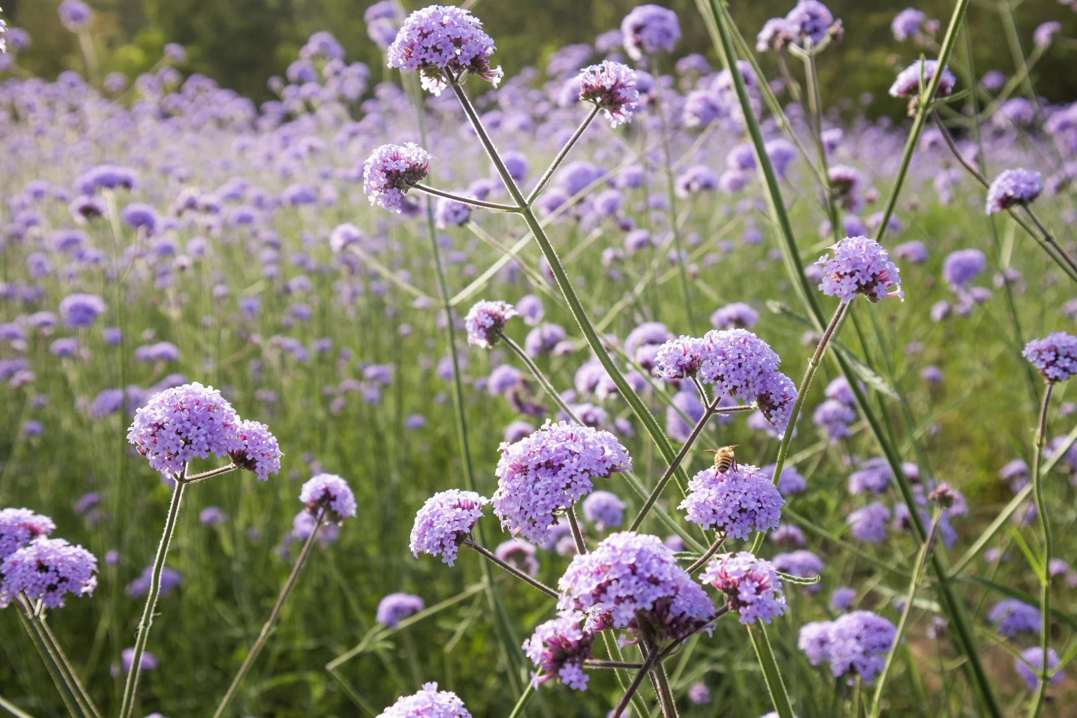 Verbena bonariensis 