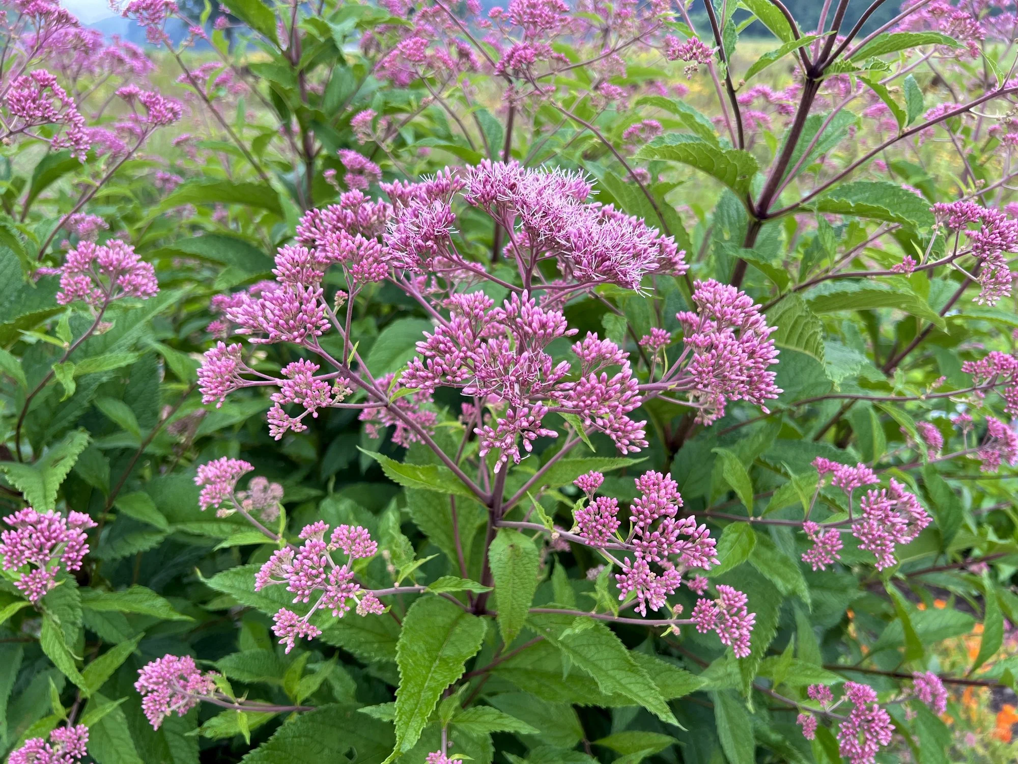 Eupatorium maculatum 'Riesenschirm'