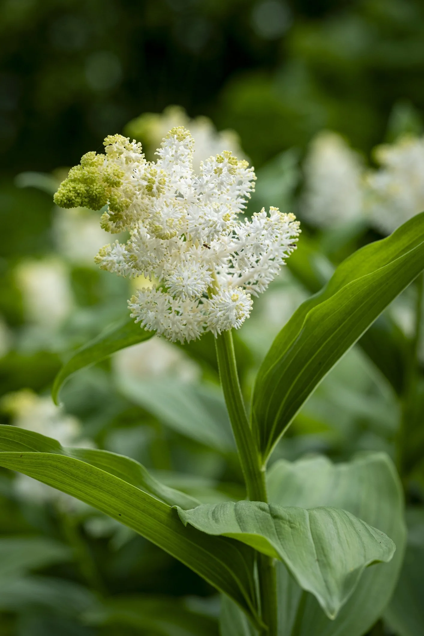 Maianthemum racemosum