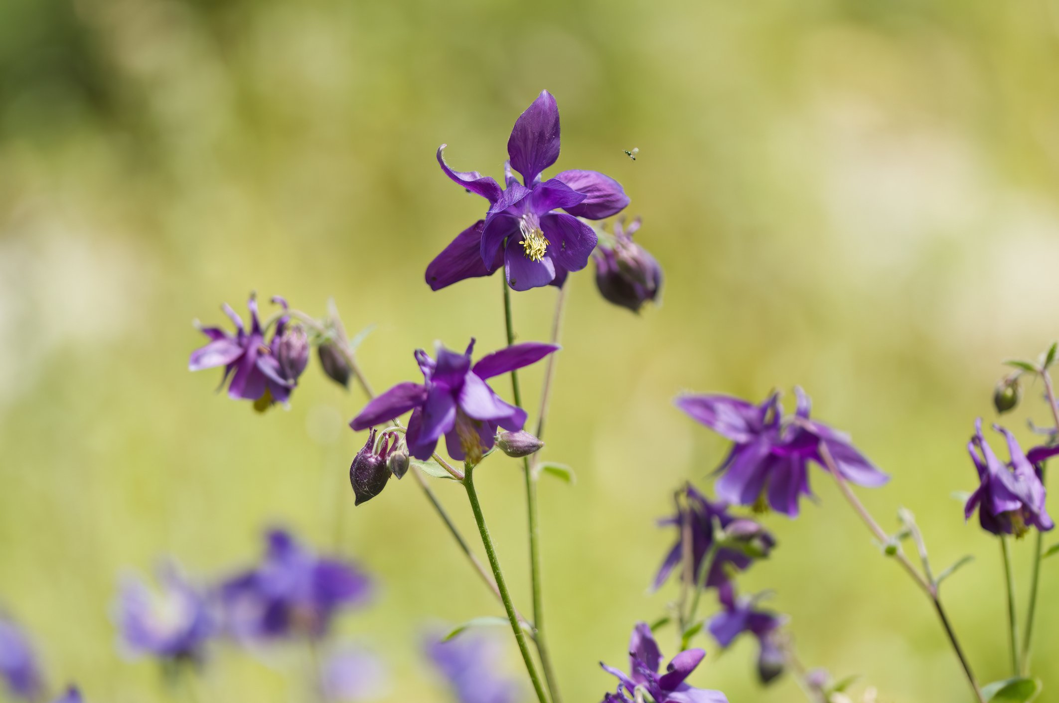 Aquilegia saximontana