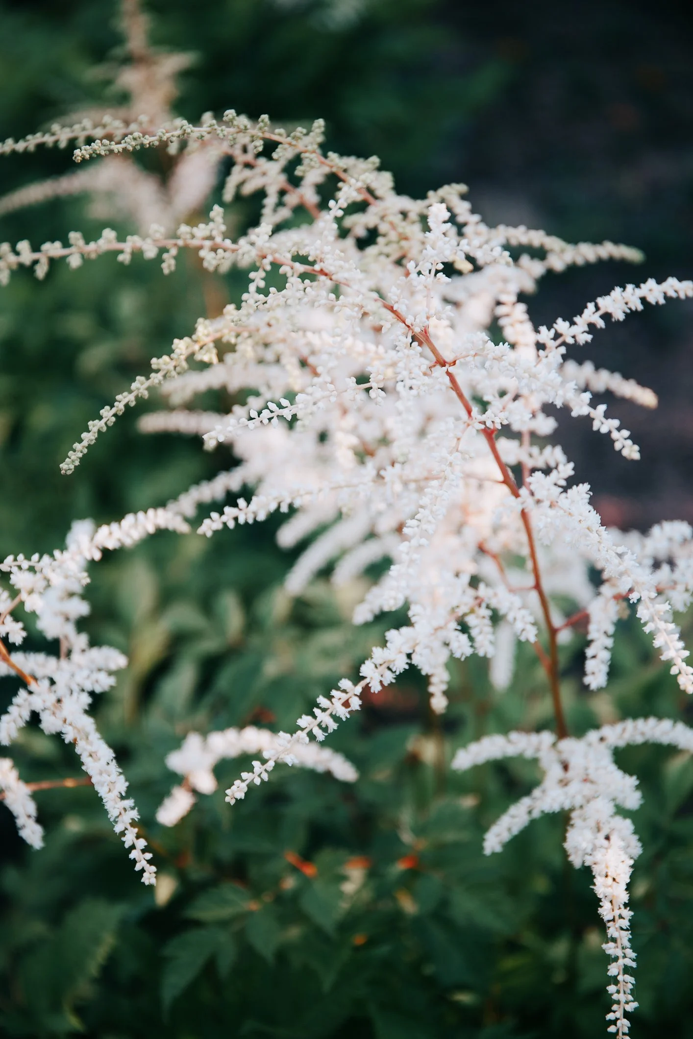 Astilbe 'Diamant'