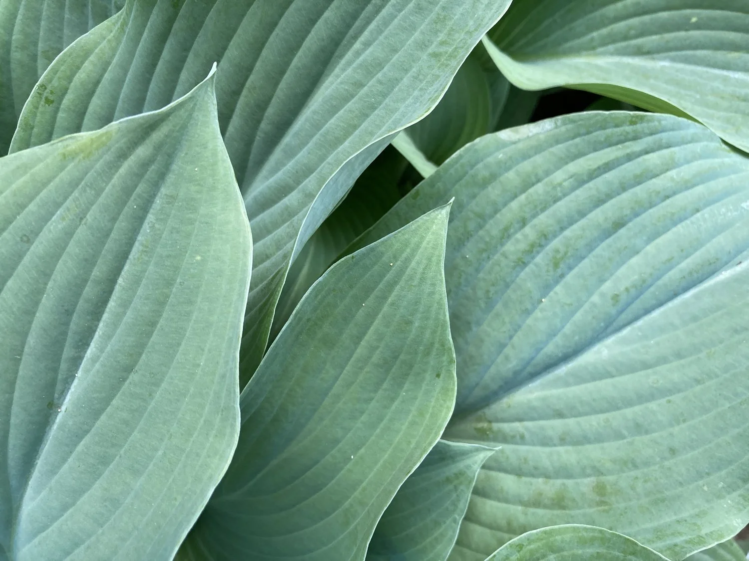 Hosta 'Blue Mammoth'