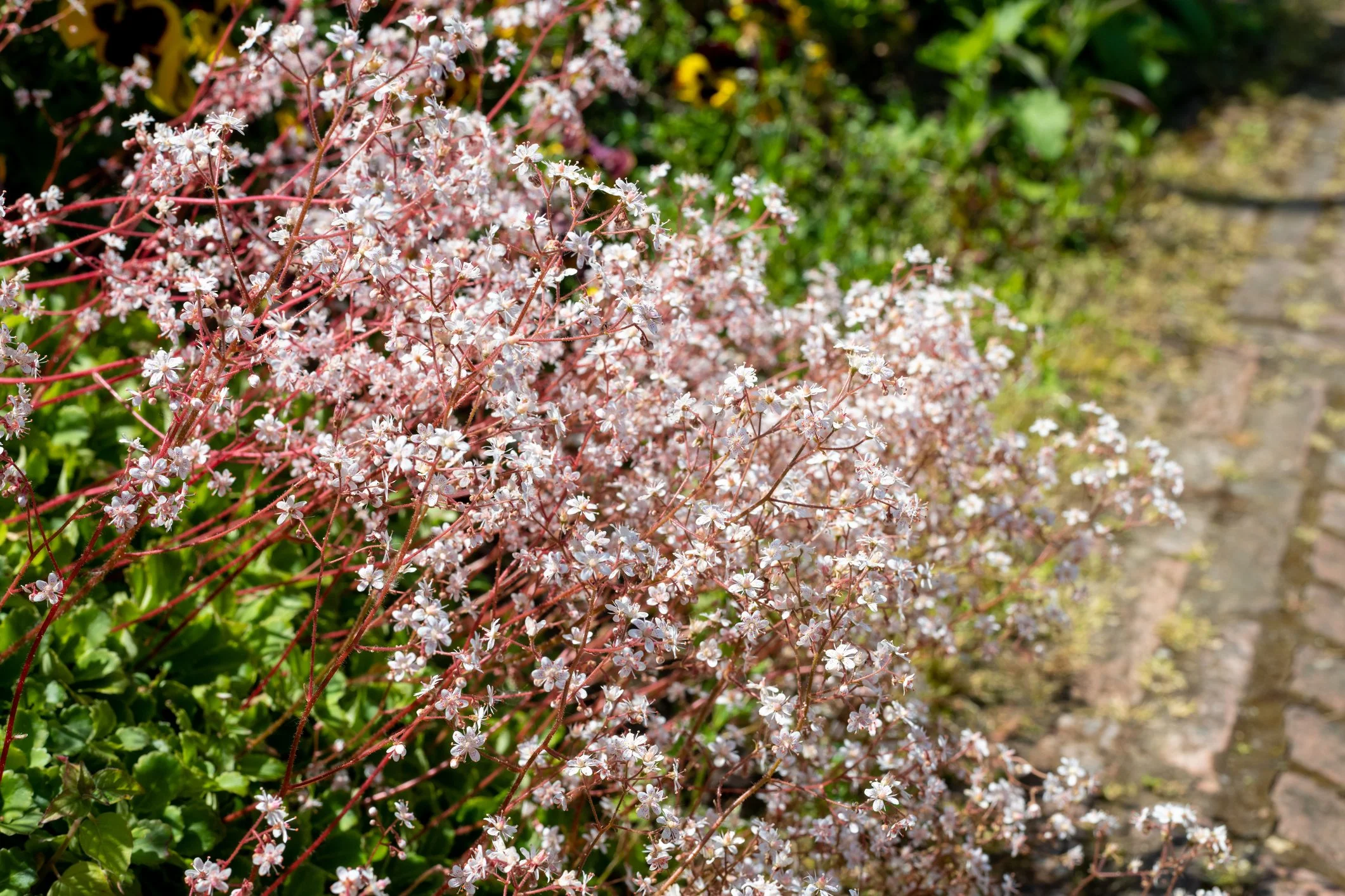 Saxifraga × urbium 'London pride'