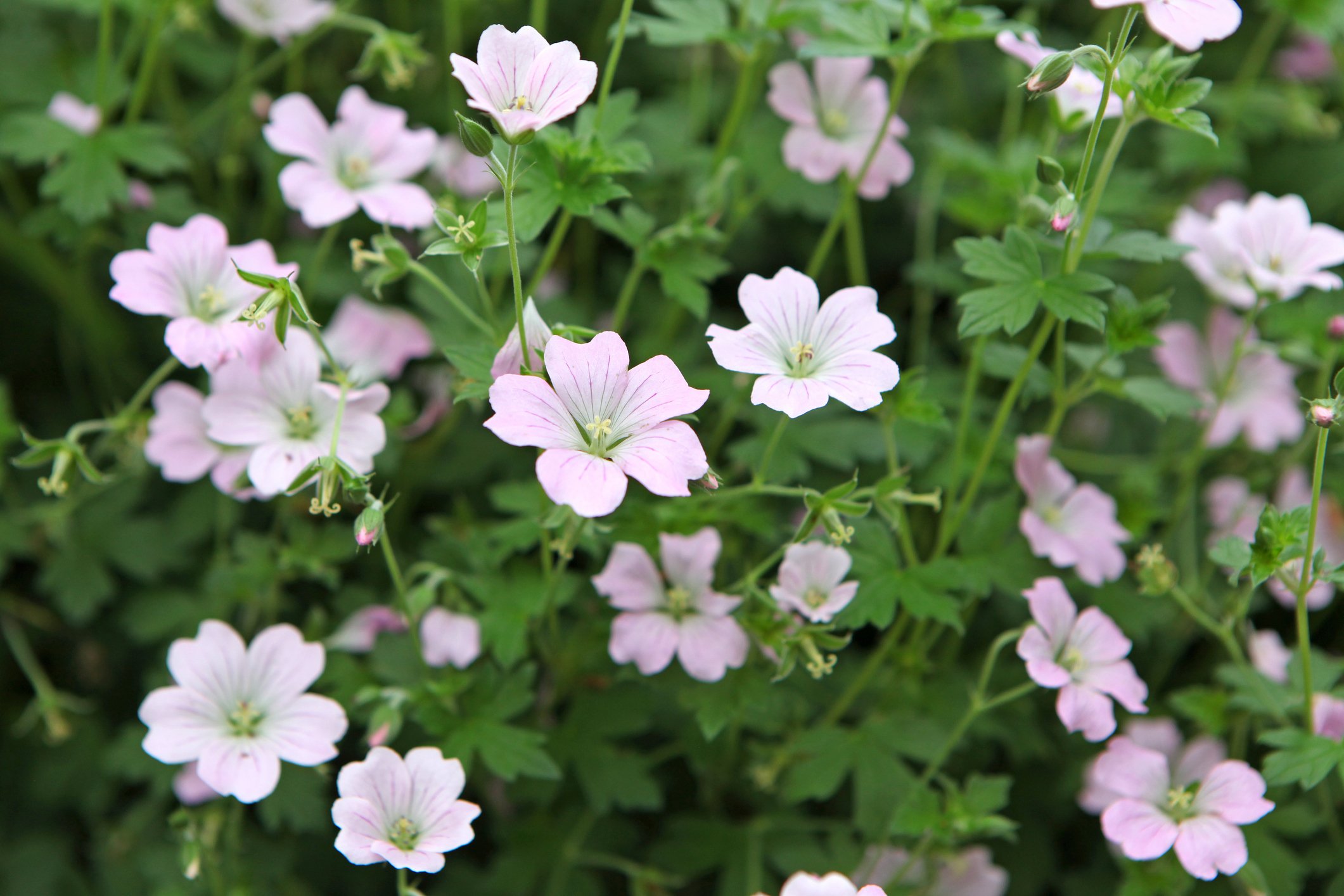 Geranium 'Dreamland'