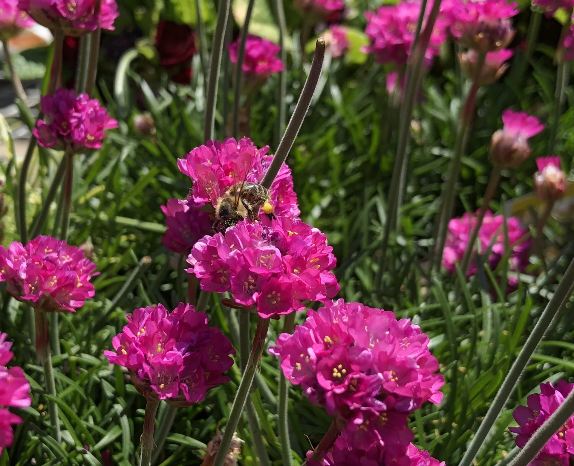 Armeria maritima 'splendens' 