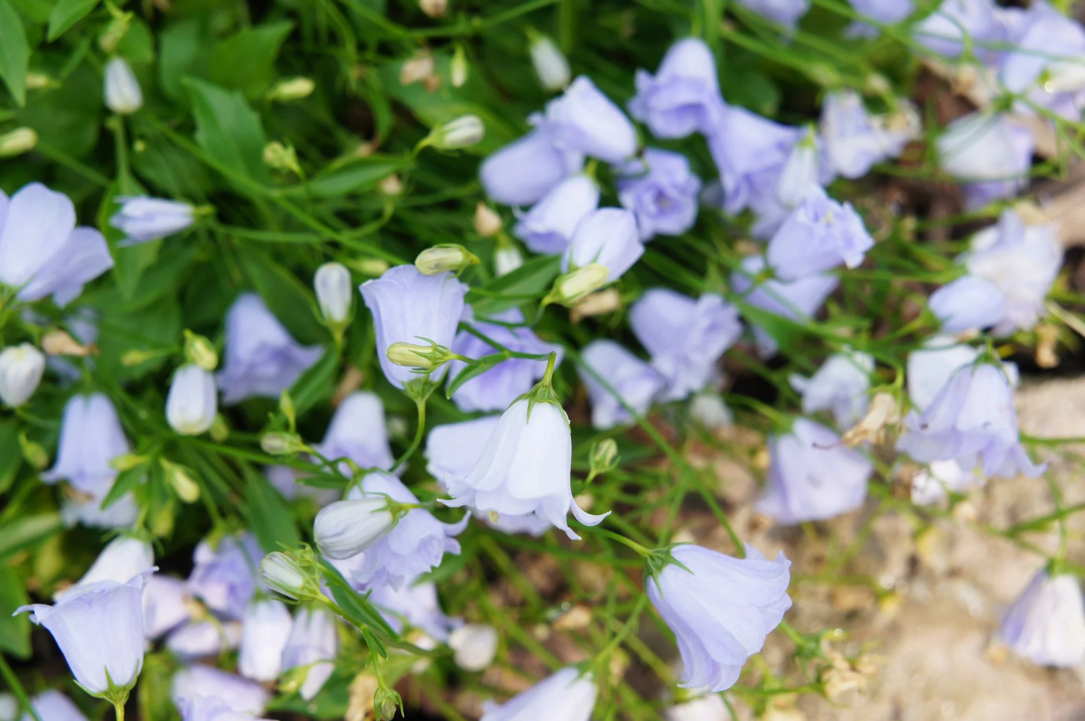 Campanula cochlearifolia "Elizabeth Oliver"