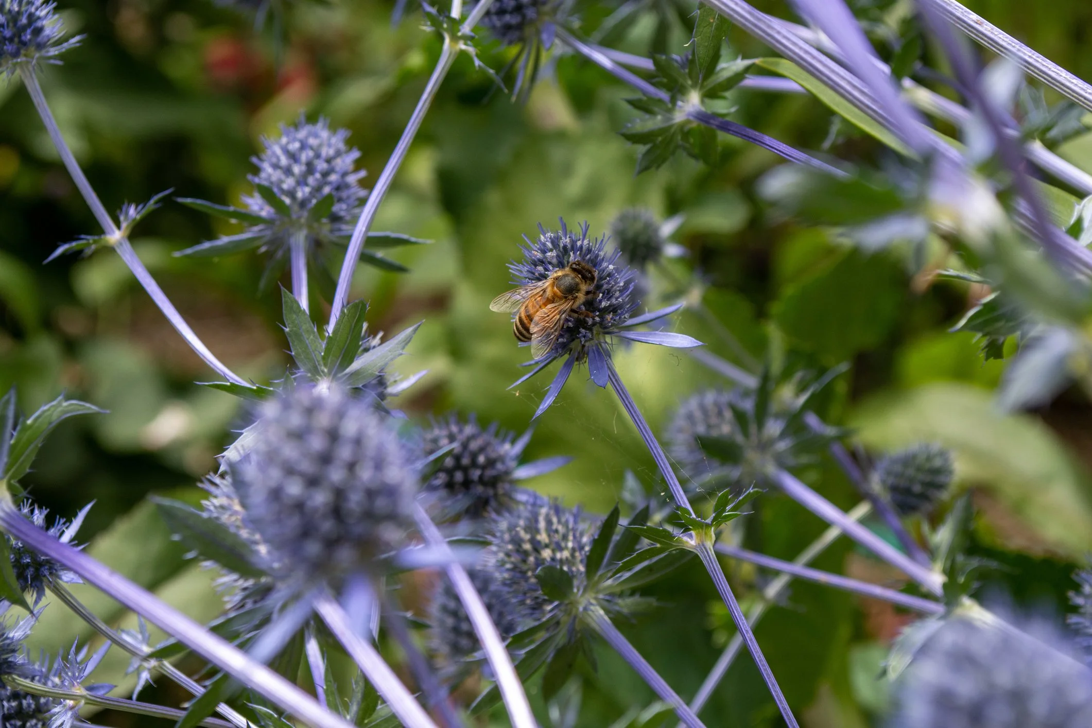 Eryngium 'Pen Blue'
