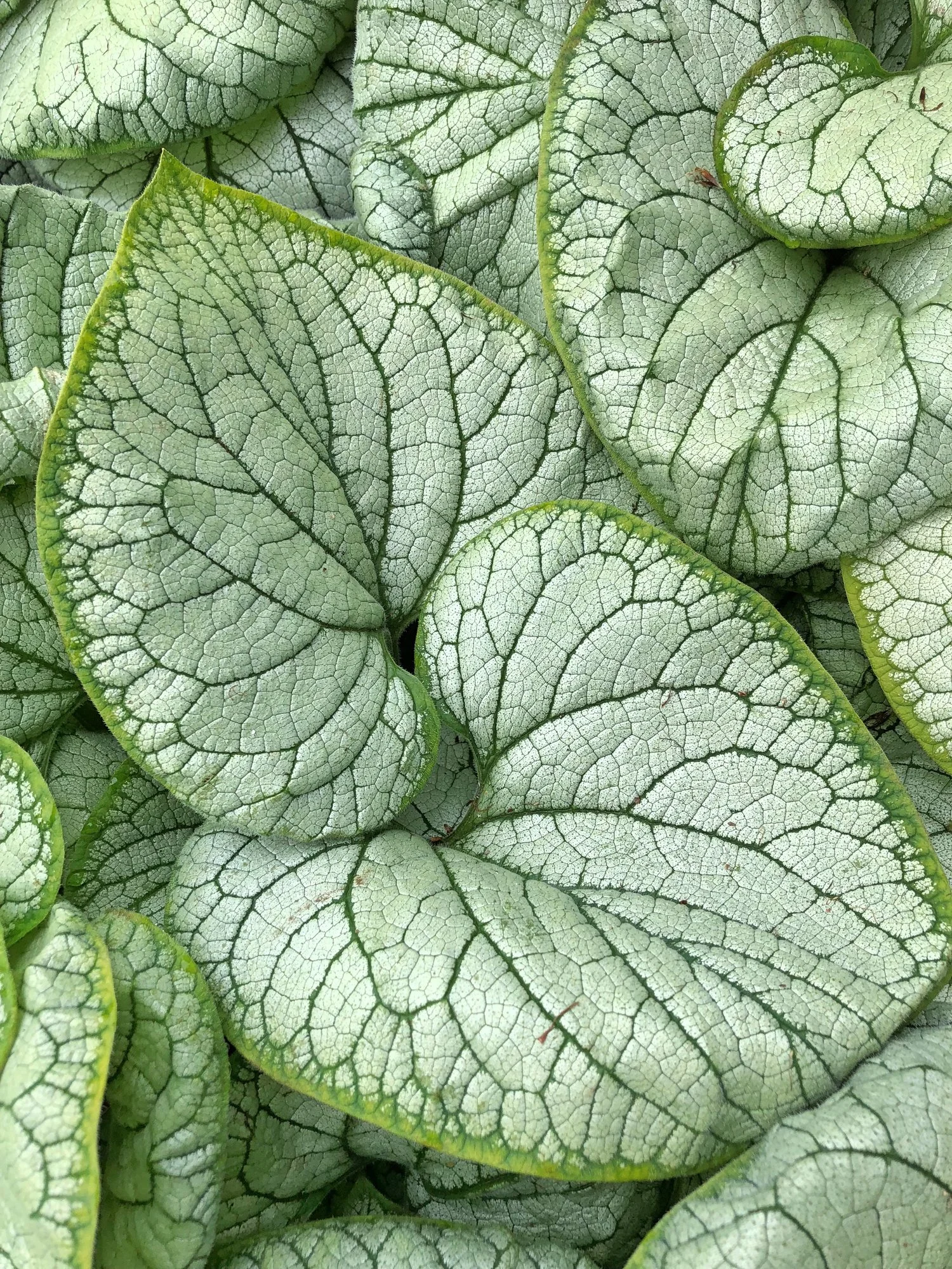 Brunnera macrophylla 'Alexanders Great' 