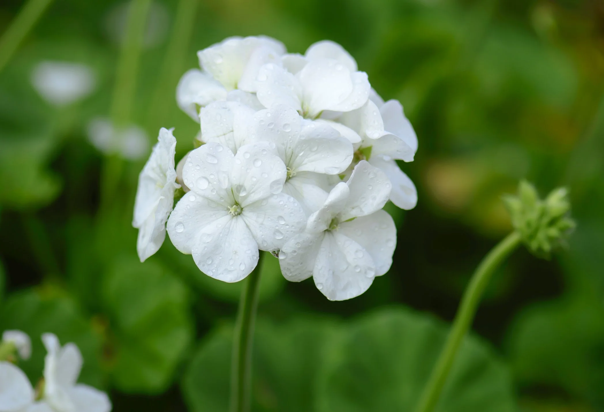 Geranium marcrorrhizum 'White Ness' 