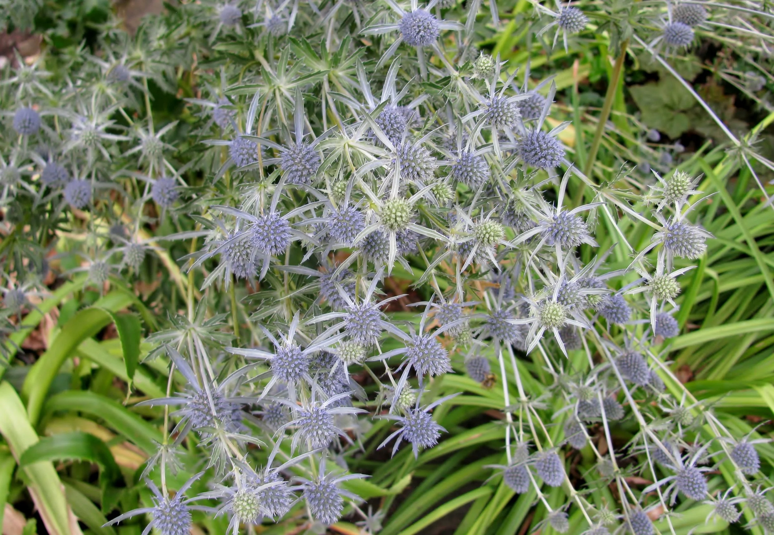 Eryngium bourgatii 'Picos Blue'