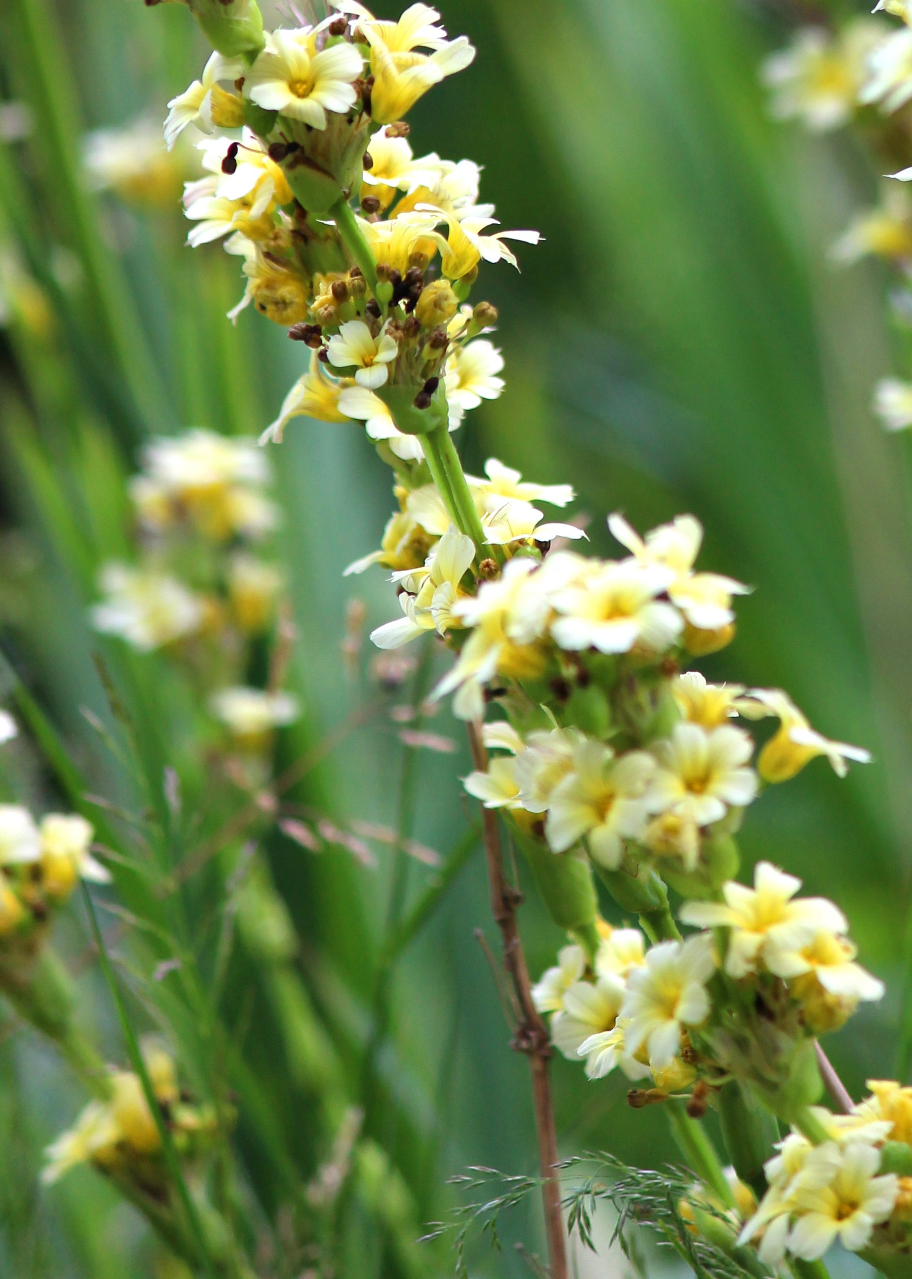 Sisyrinchium striatum