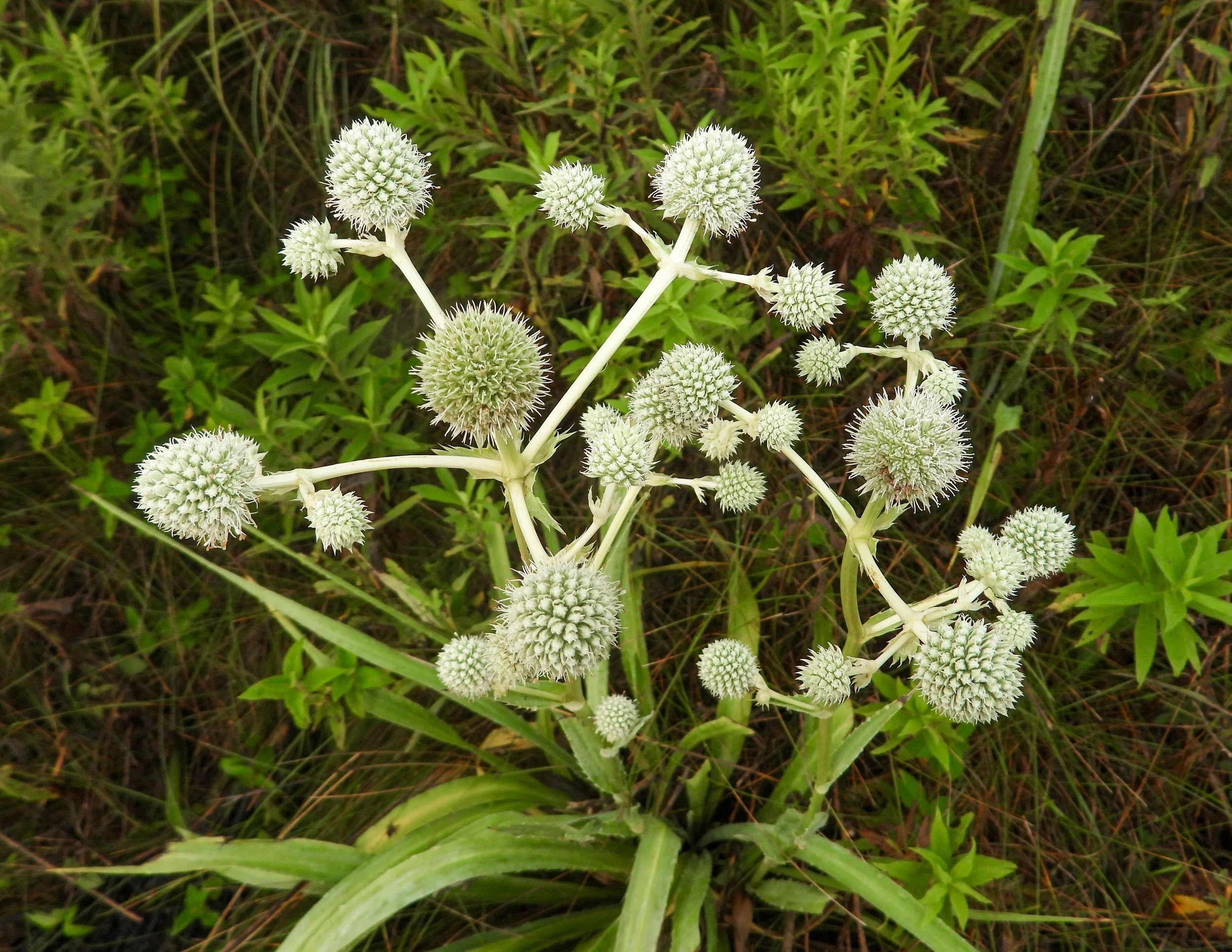 Eryngium yuccifolium