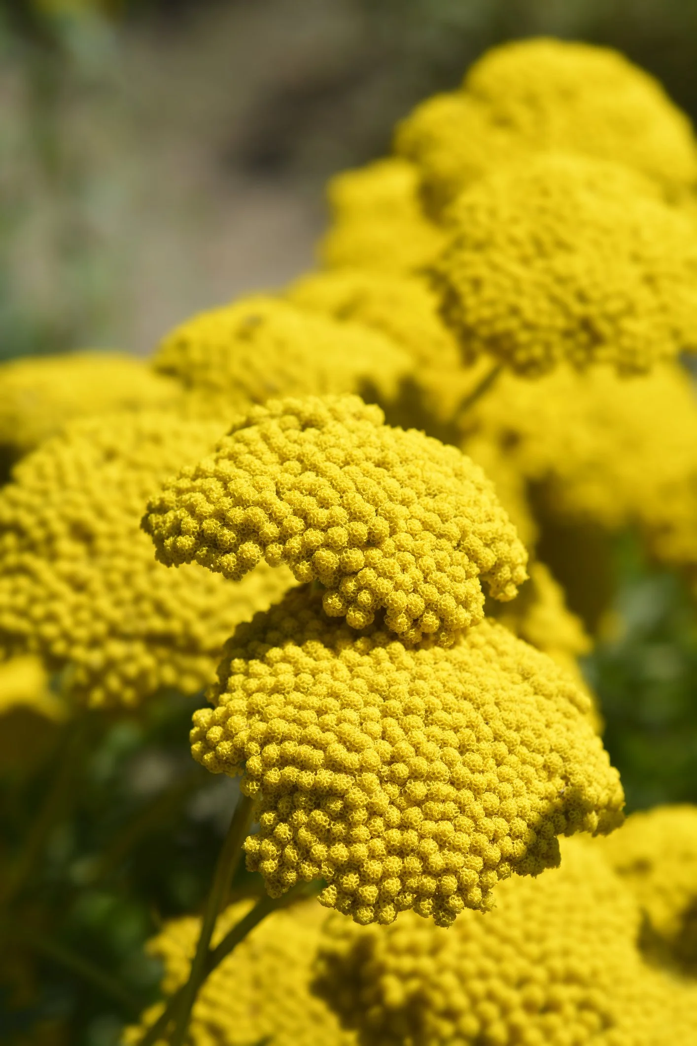 Achillea filipendulina 'Gold Plate'