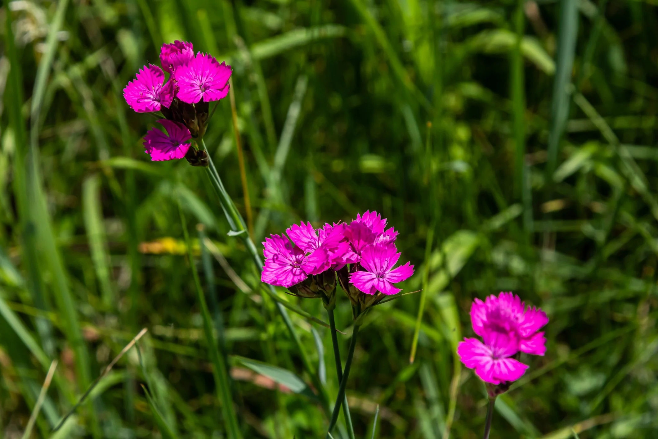 Dianthus carthusianorum