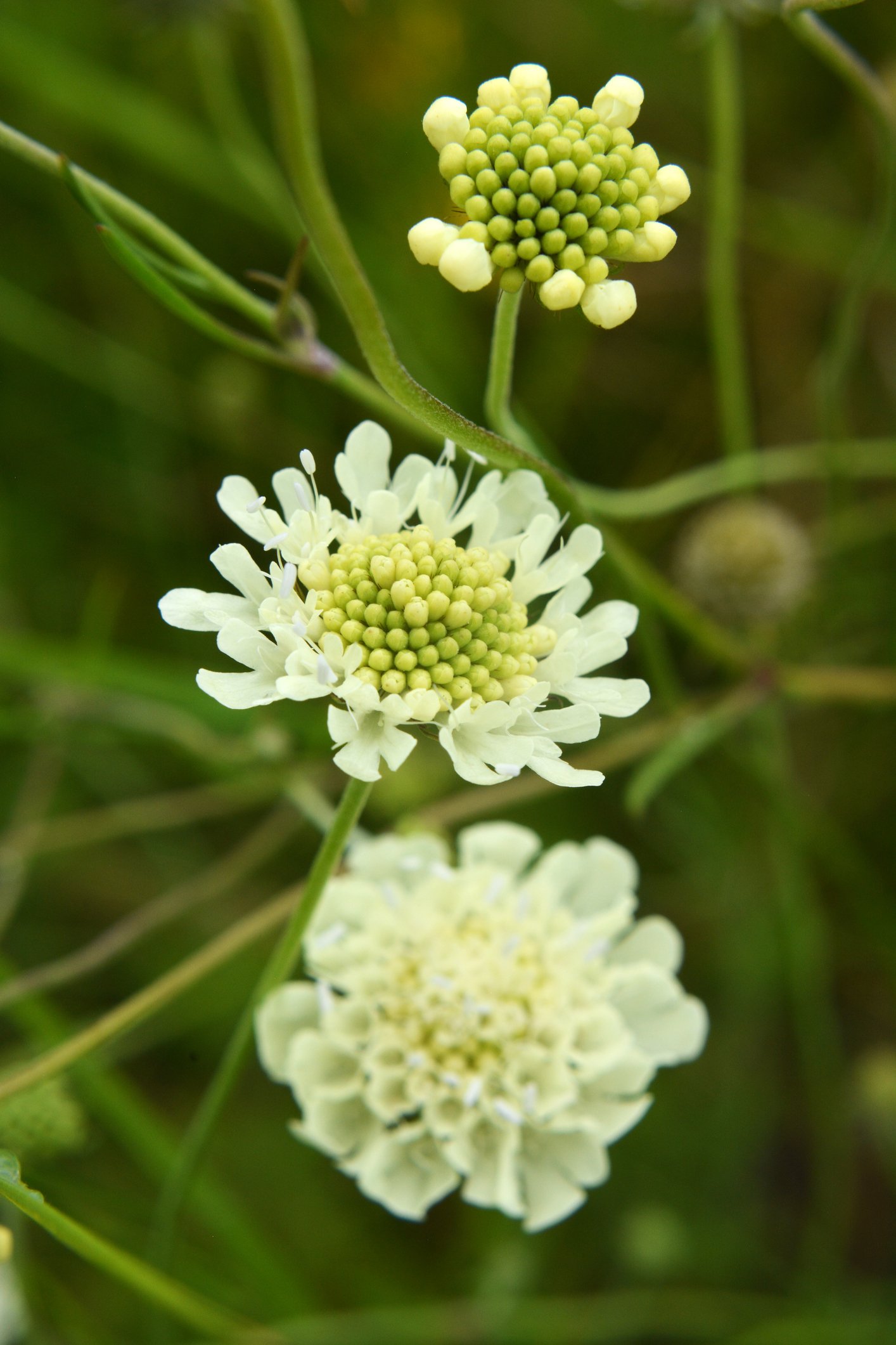 Scabiosa columbaria subsp. ochroleuca