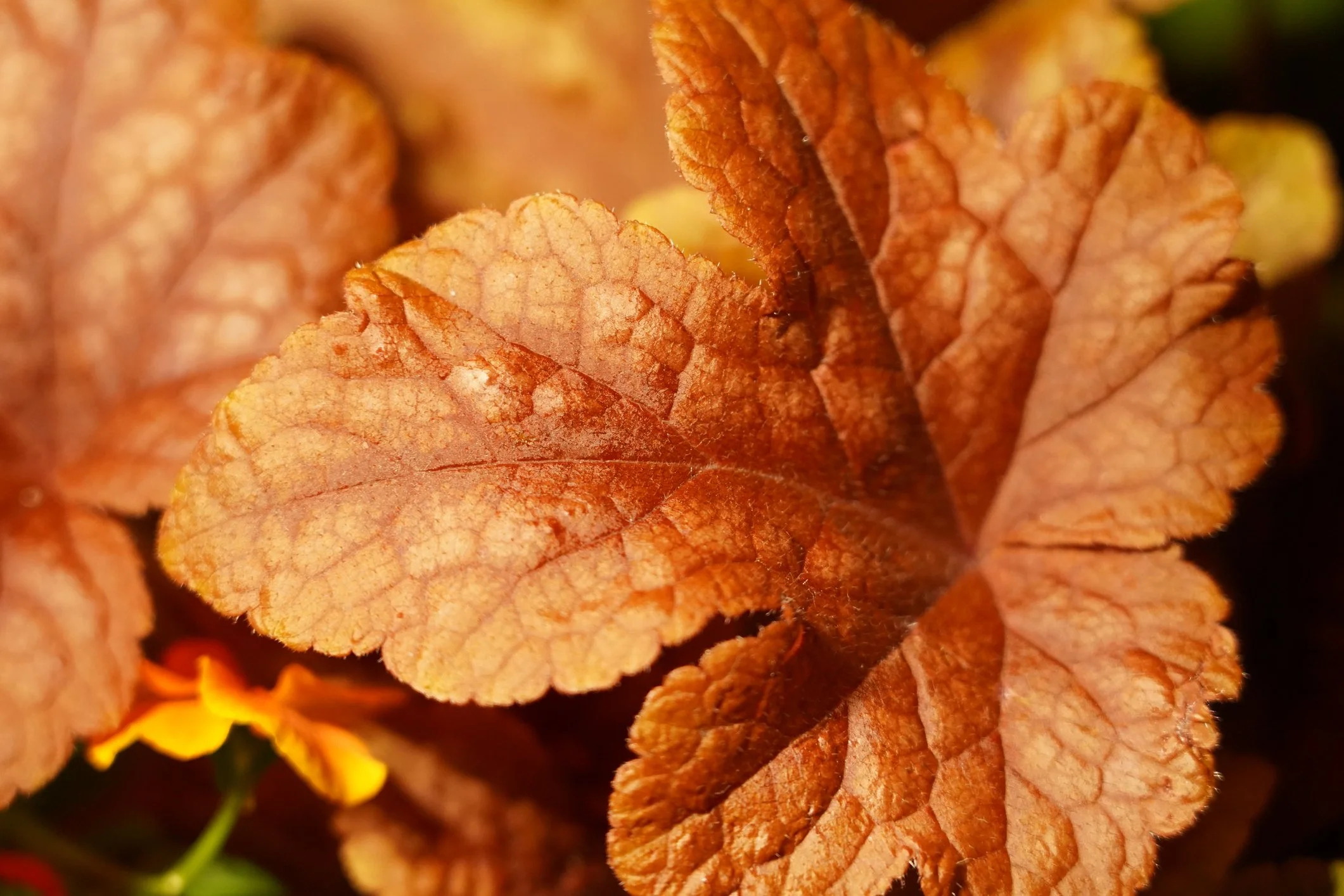 Heucherella 'Sweet Tea'