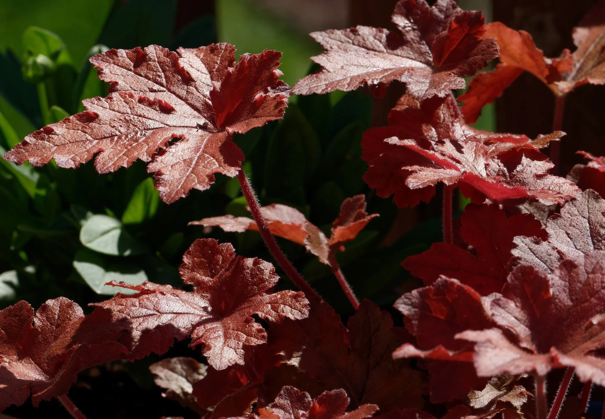 Heucherella 'Red Rover'