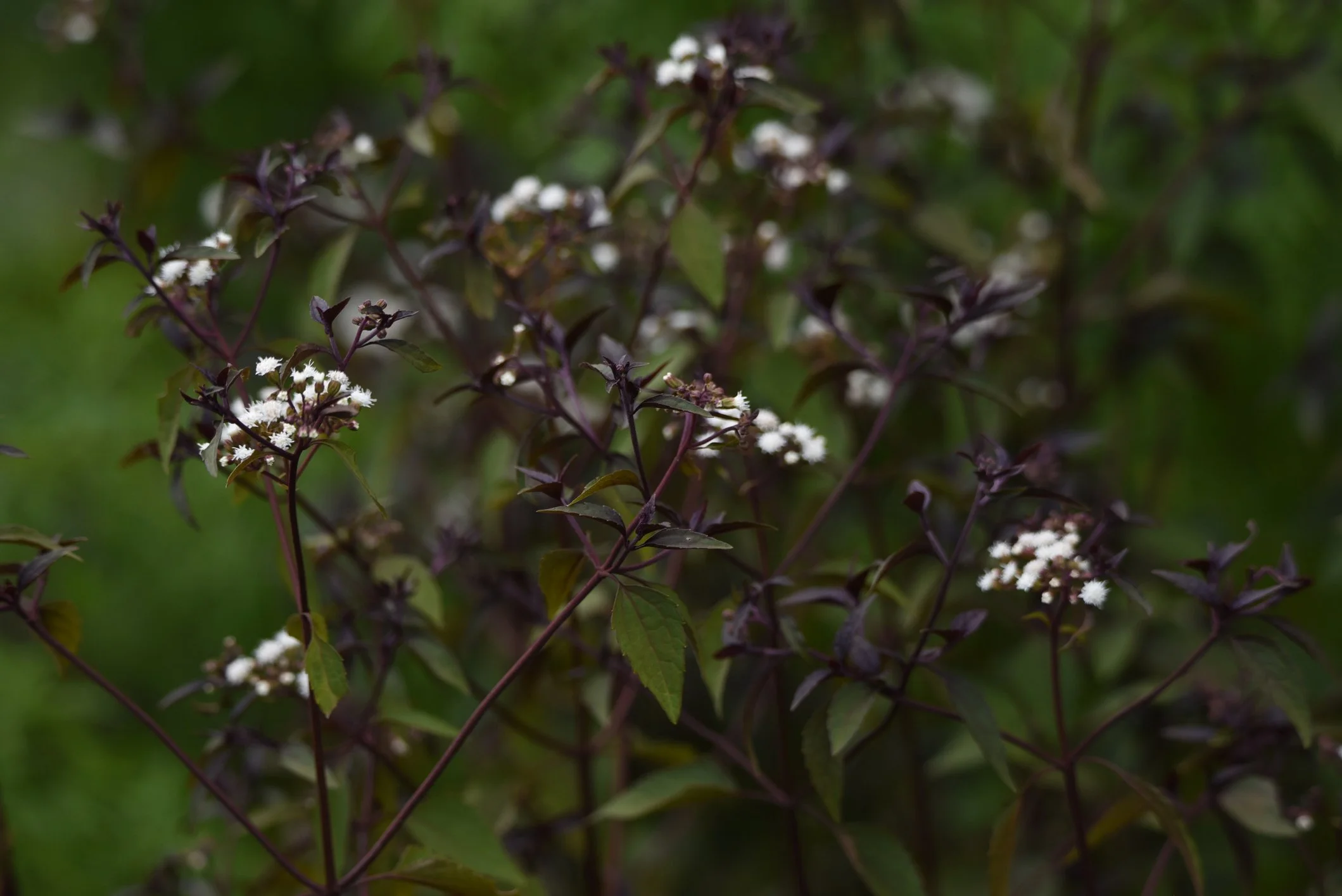 Eupatorium rugosum 'Chocolate'