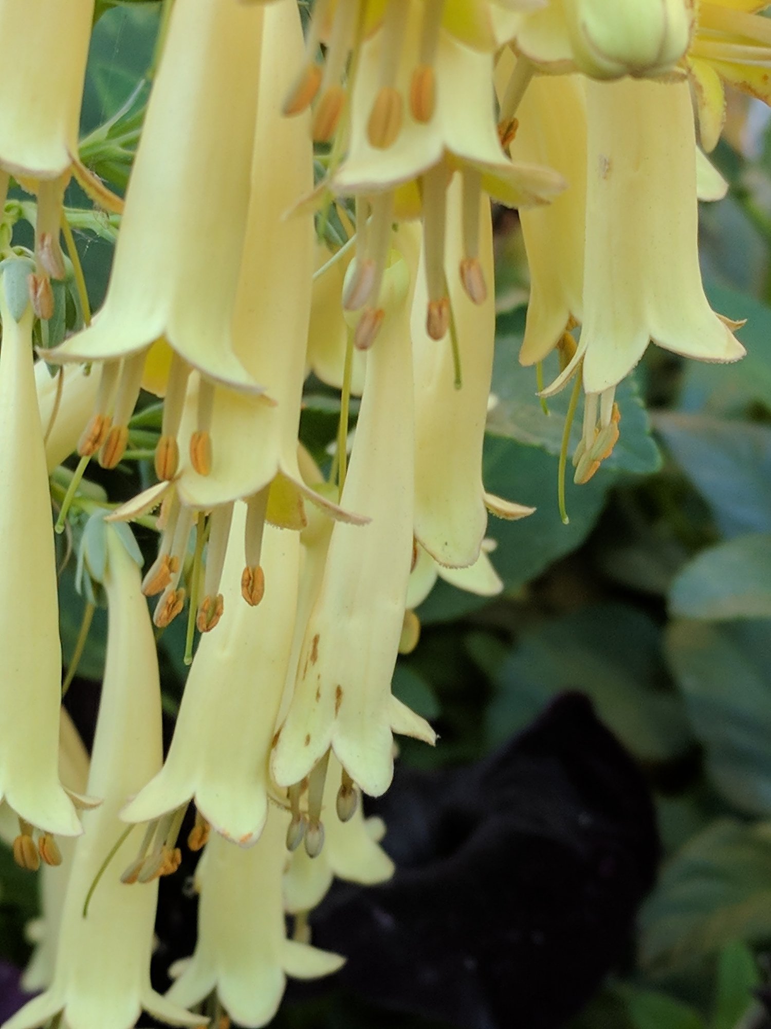 Phygelius aequalis 'Funfare Cream'