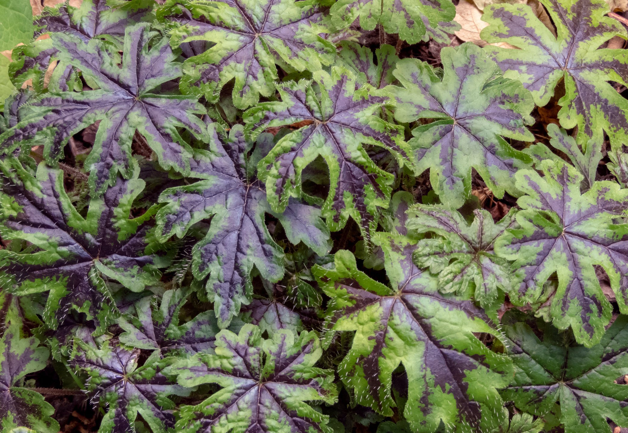 Heucherella 'Art Nouveau'