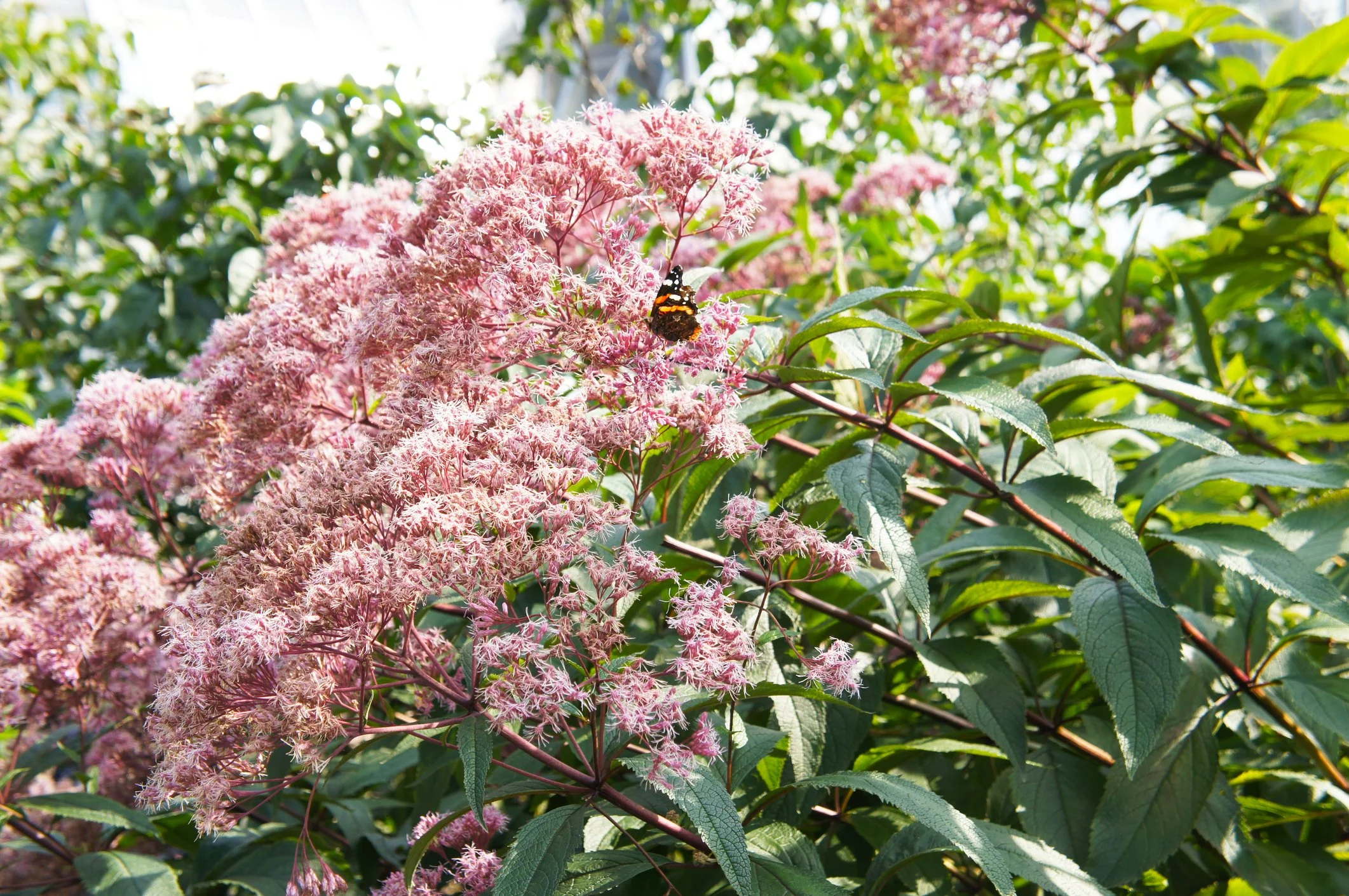 Eupatorium maculatum Atropurpureum