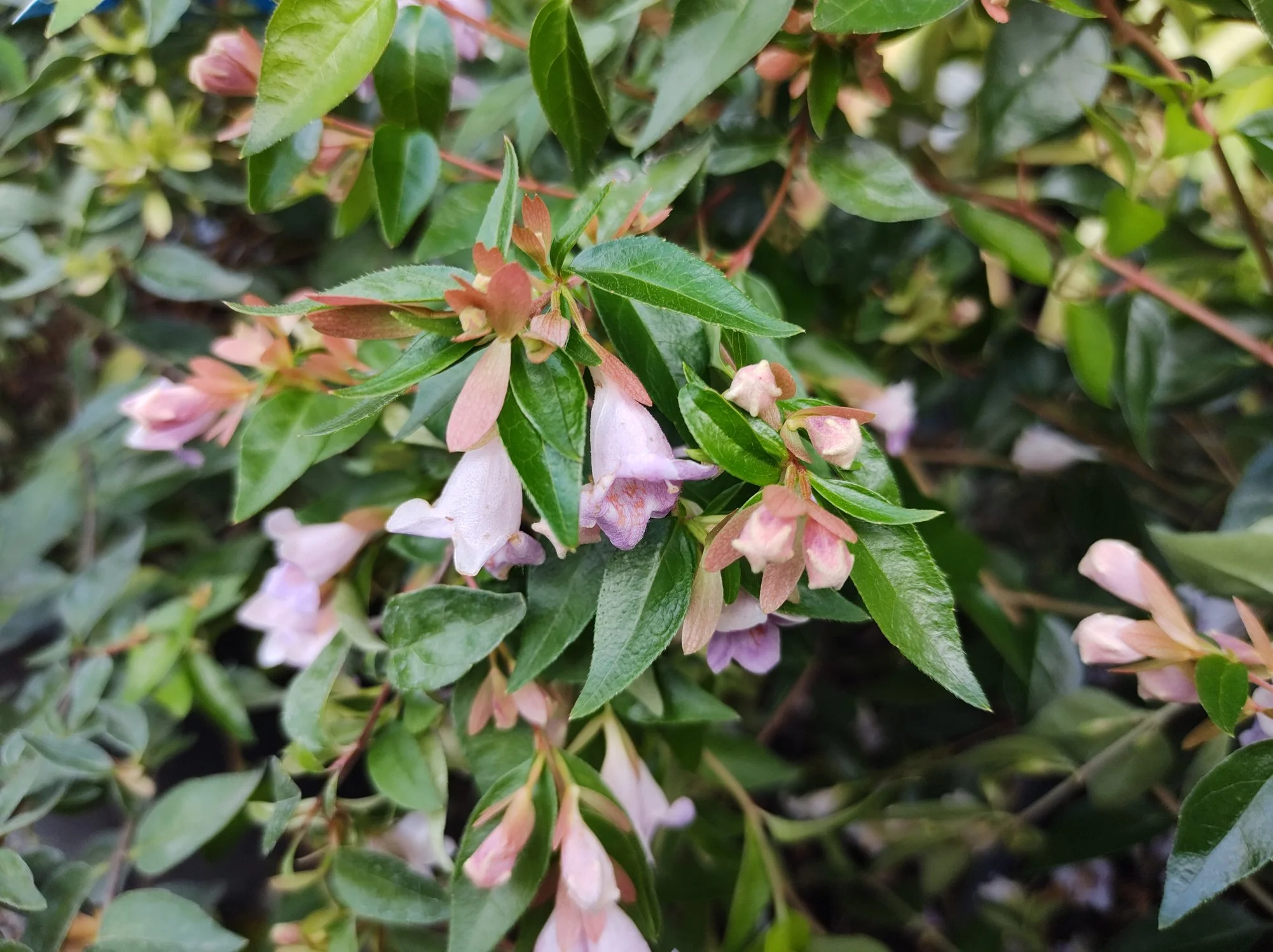 Abelia × grandiflora 'Sherwoodii'