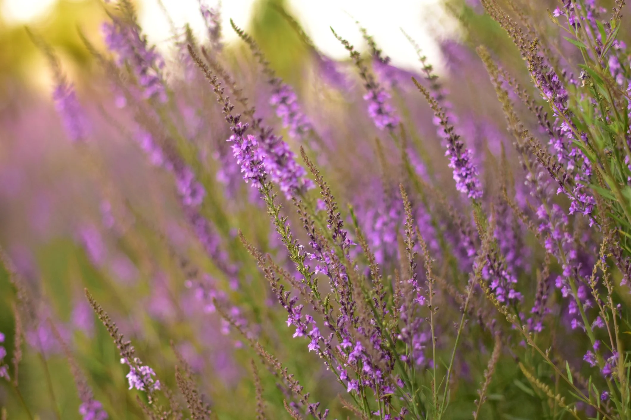 Verbena hastata f. rosea