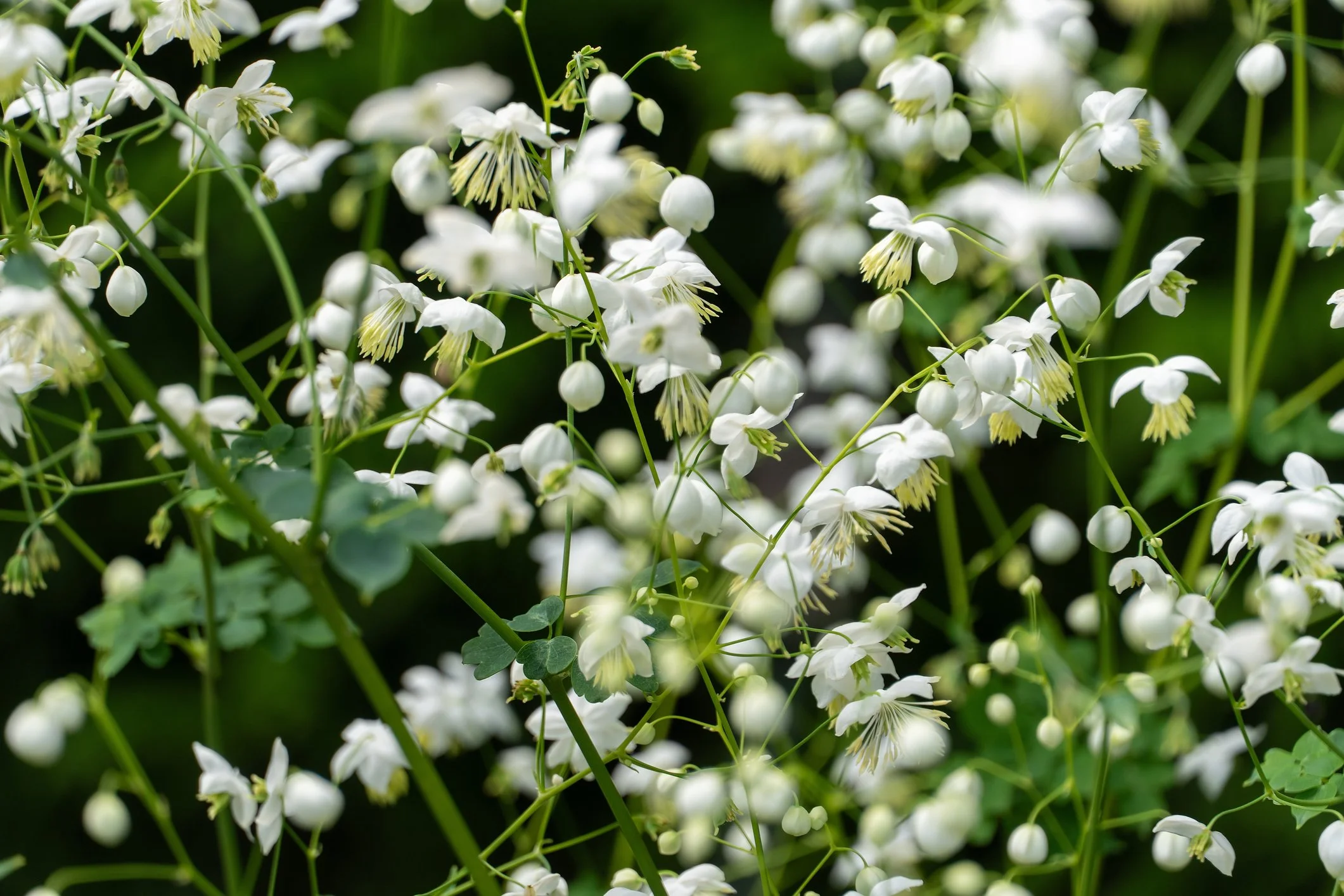 Thalictrum ‘Nimbus White’