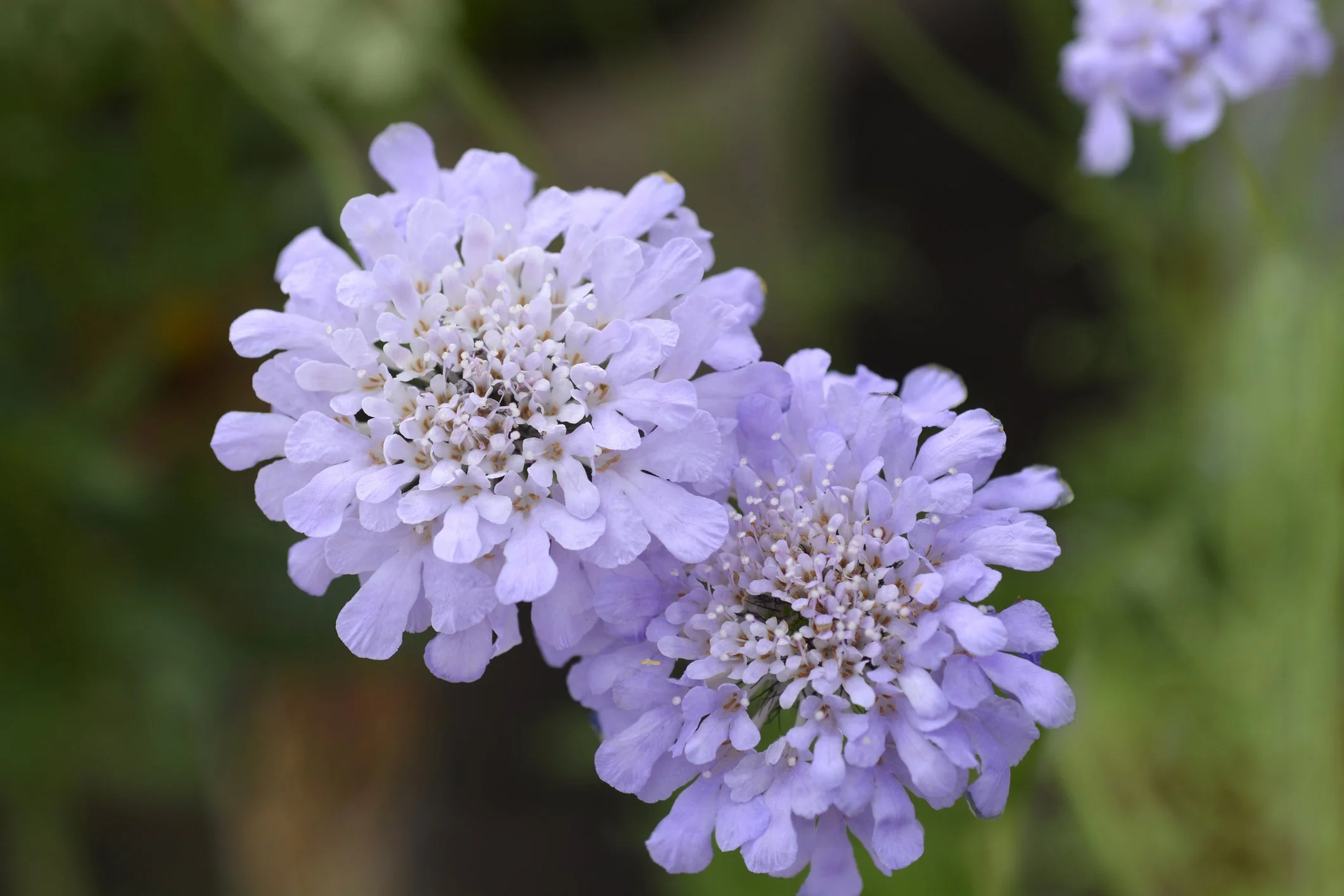 Scabiosa columbaria 'Flutter Deep Blue'