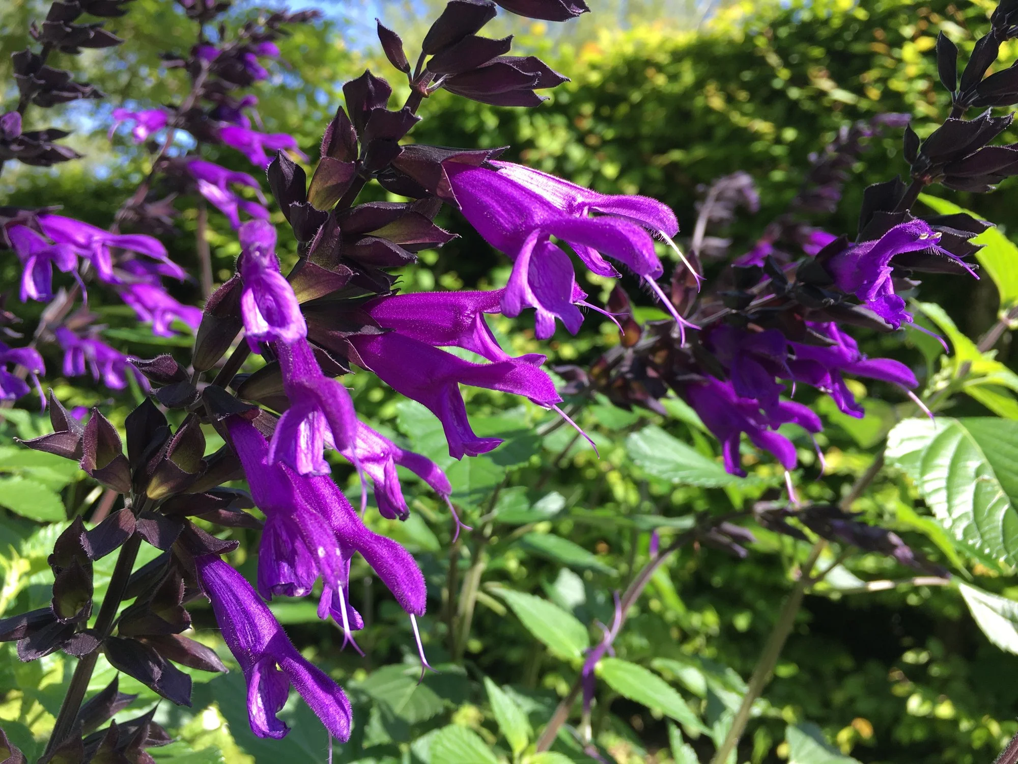 Salvia × jamensis 'Nachtvlinder'