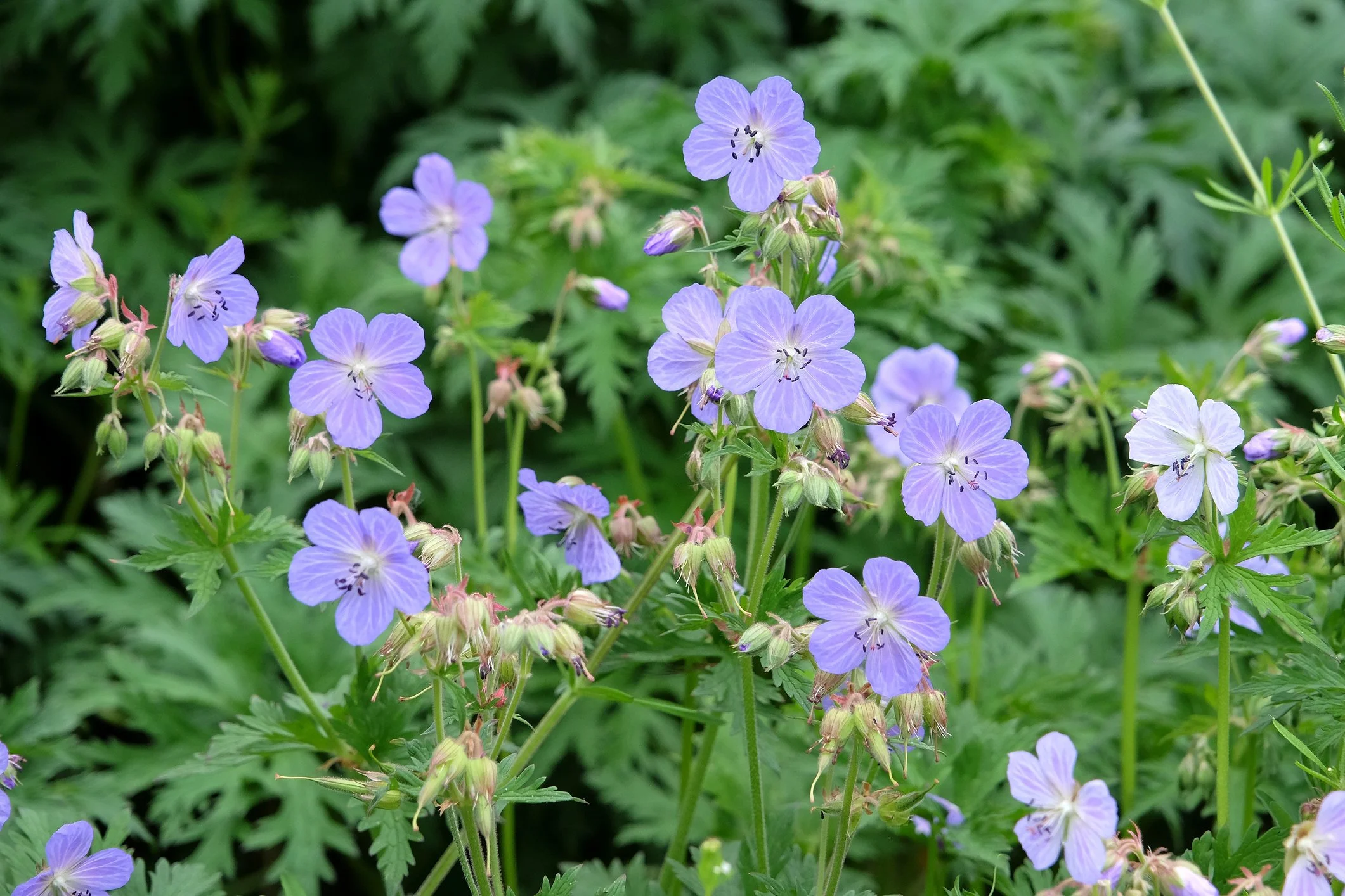 Geranium pratense 'Mrs Kendall Clark'