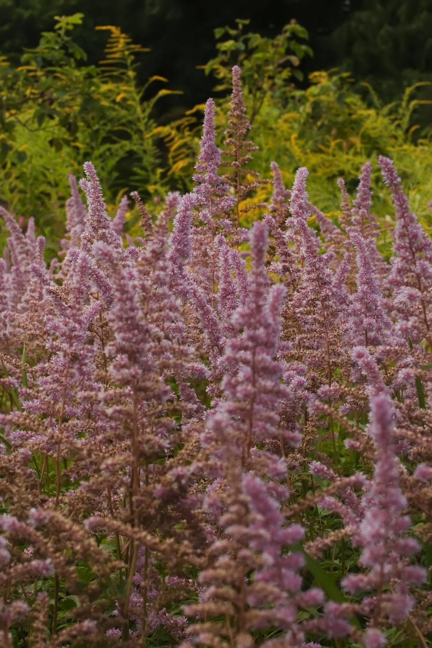 Astilbe ‘Look at Me’