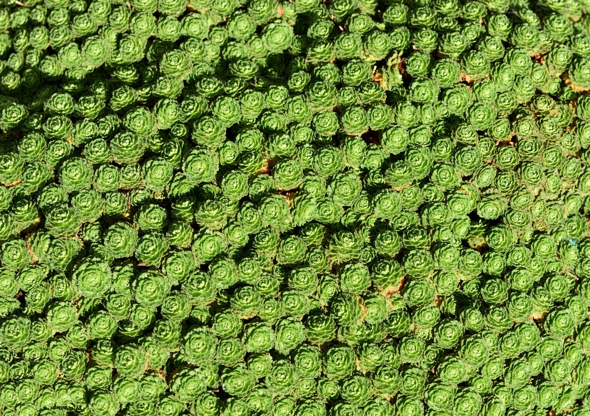 Saxifraga cebennensis