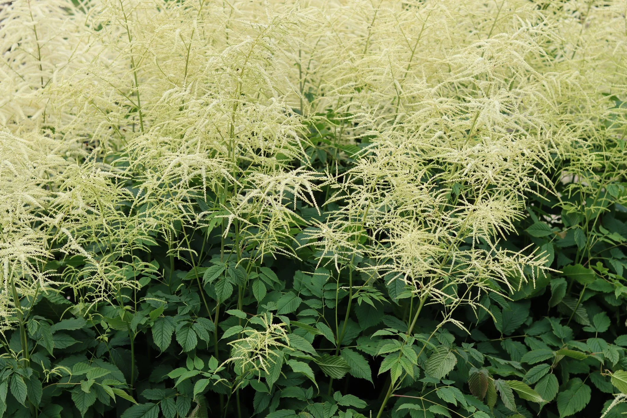 Aruncus aethusifolius