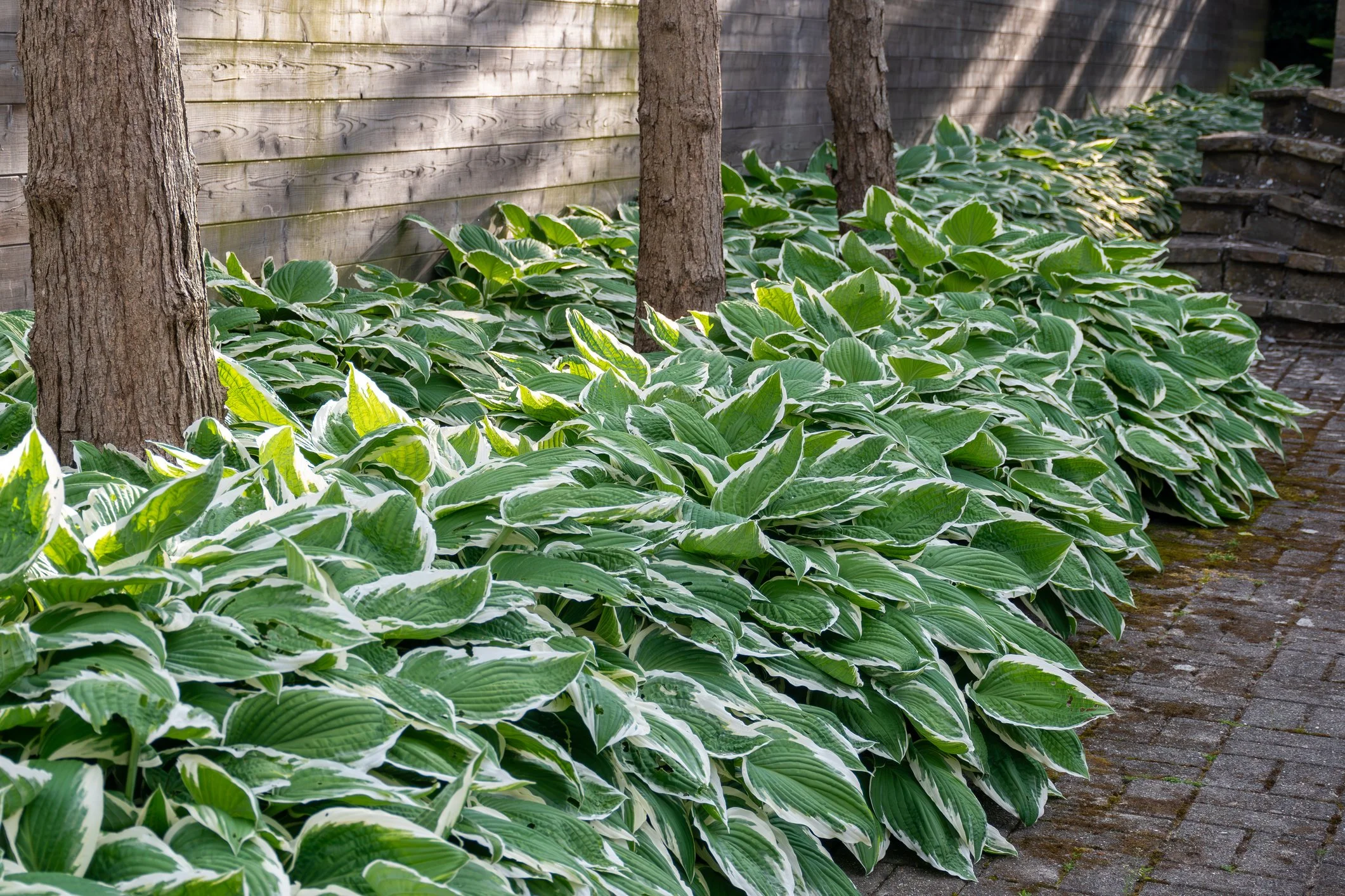 Hosta aureomarginata
