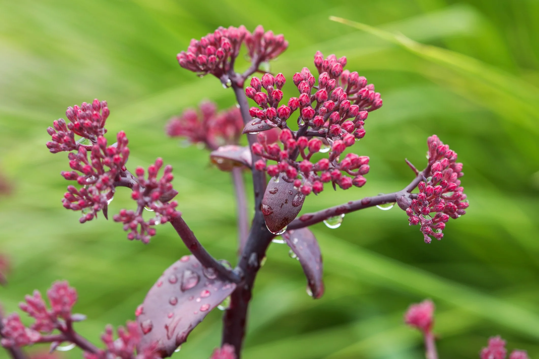 Sedum hylotelephium 'Jose Aubergine'