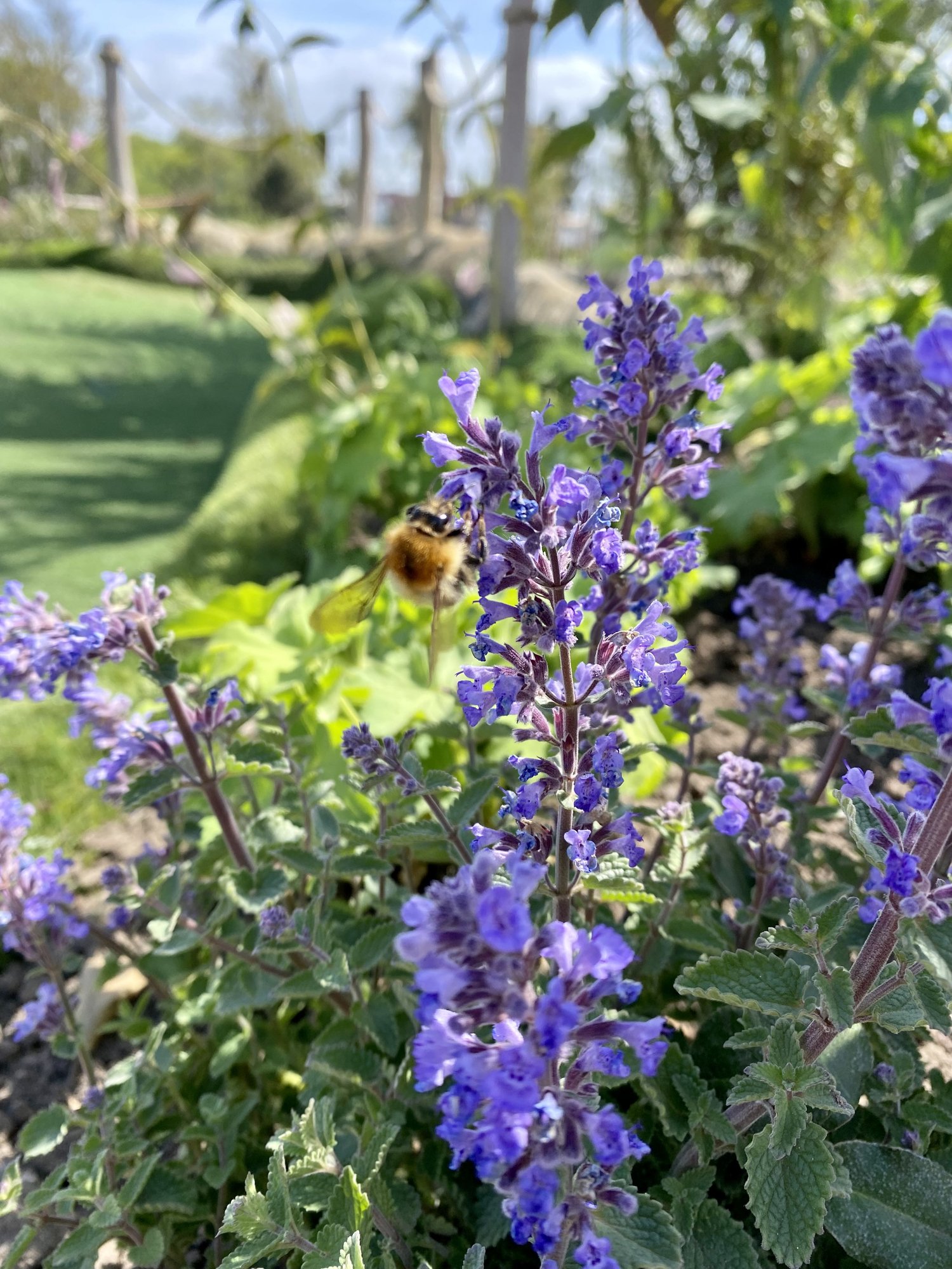 Nepeta 'Walkers Low'