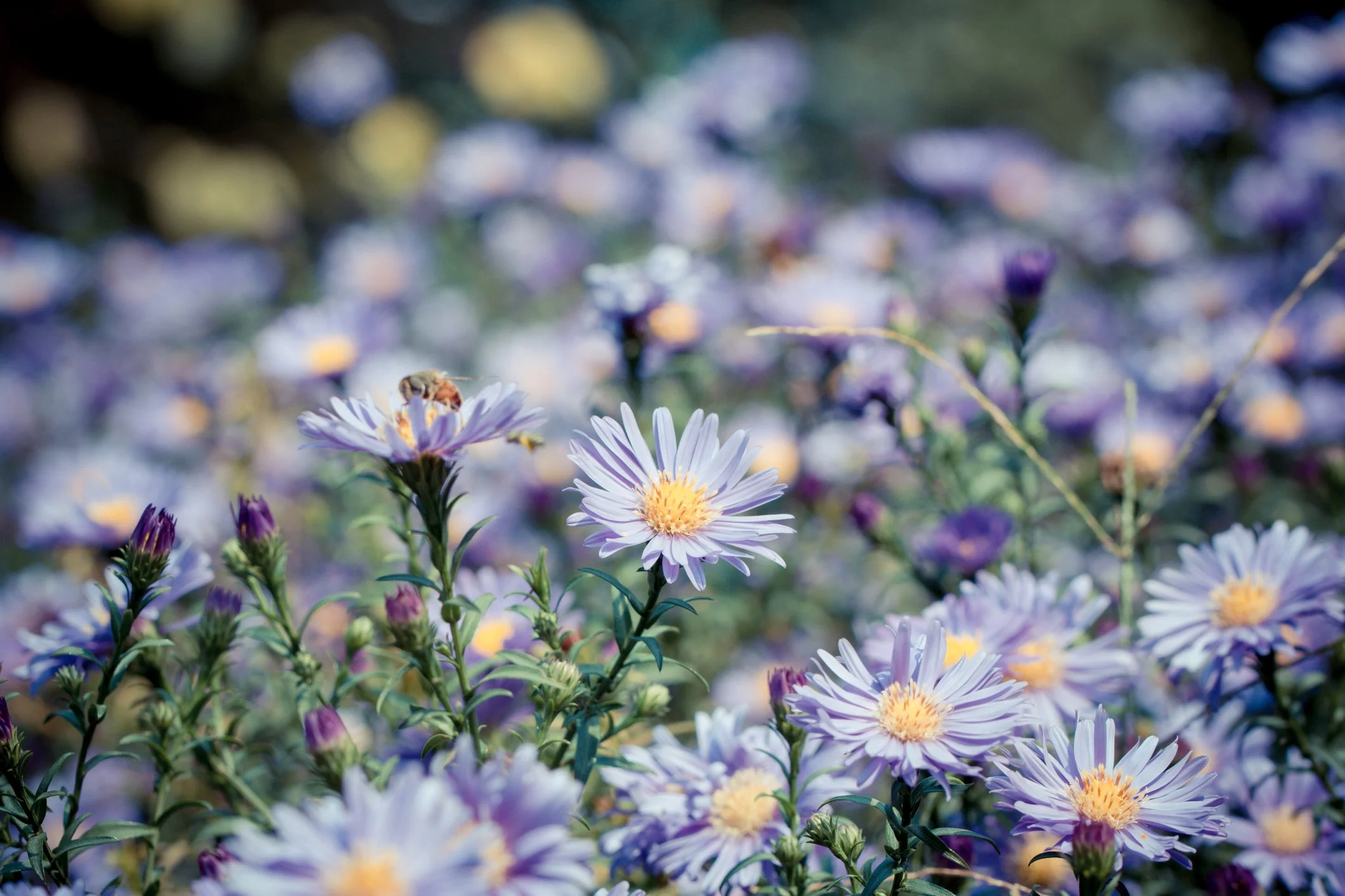 Symphyotrichum 'Twilight'