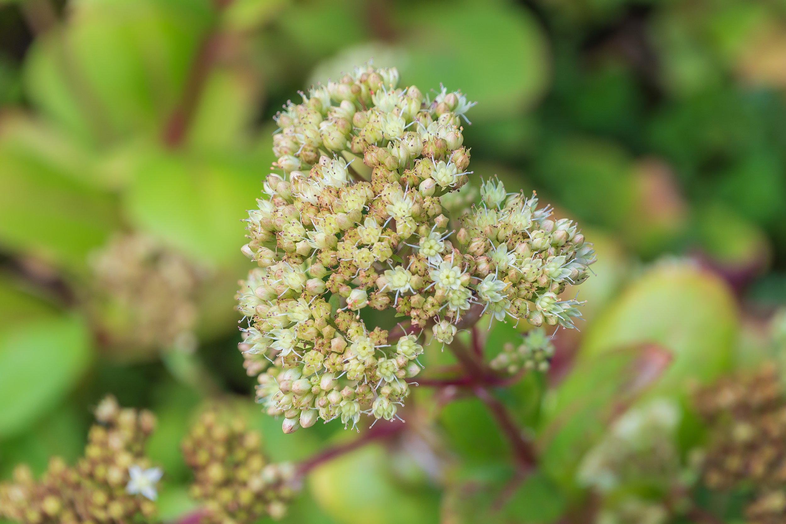 Sedum Hylotelephium telephium subsp. ruprechtii