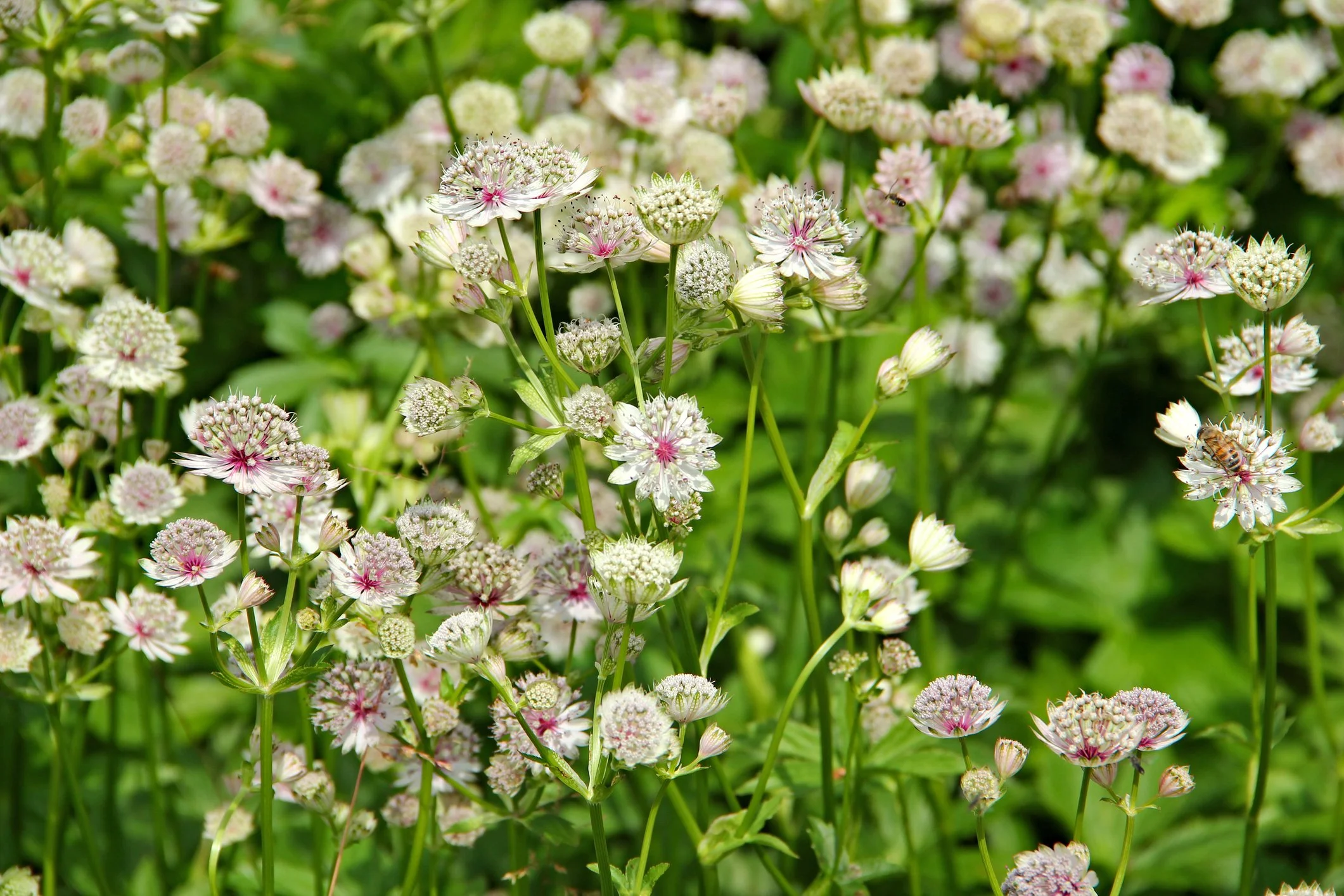 Astrantia major 'Madeleine van Bennekom'