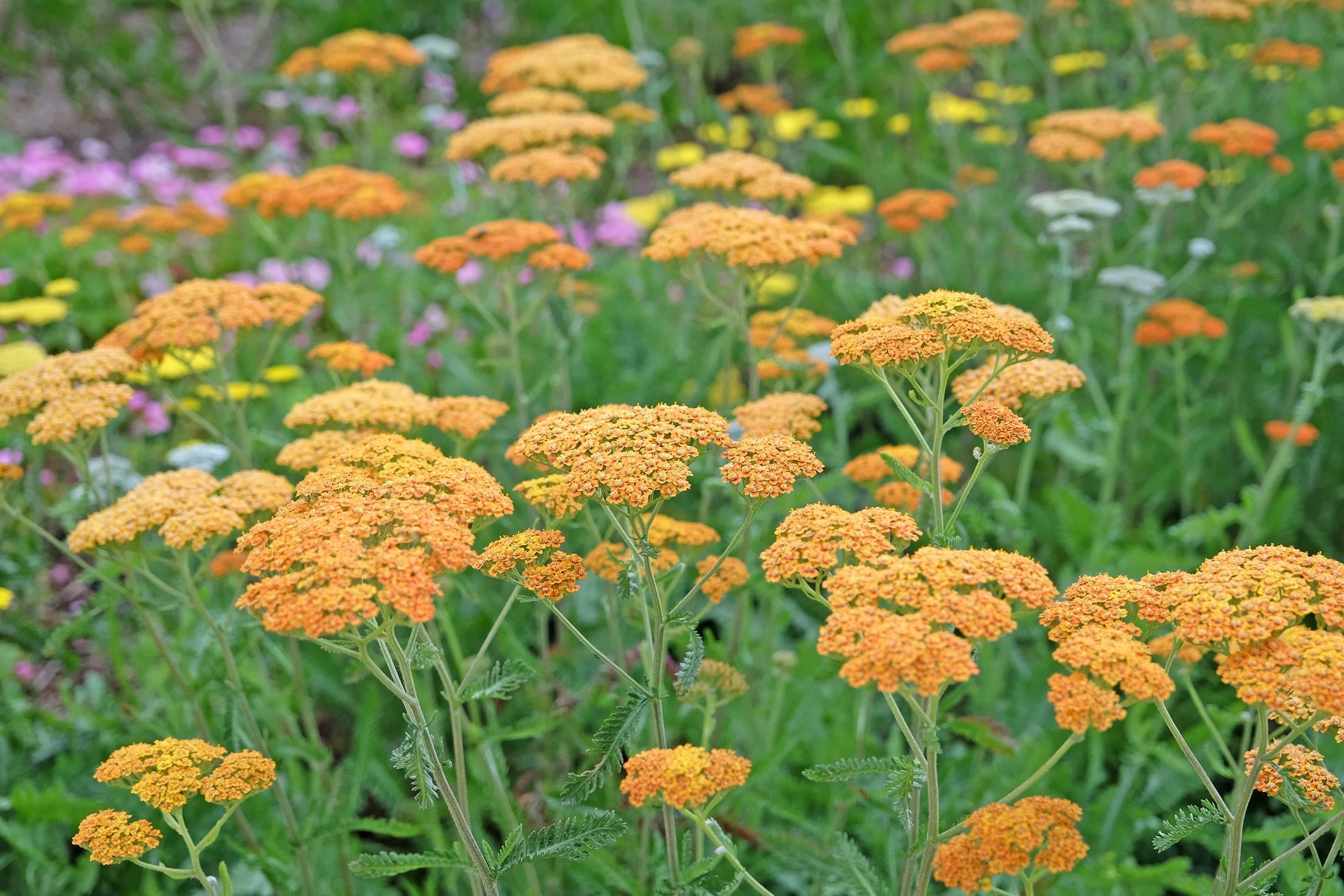 Achillea 'Terracotta'