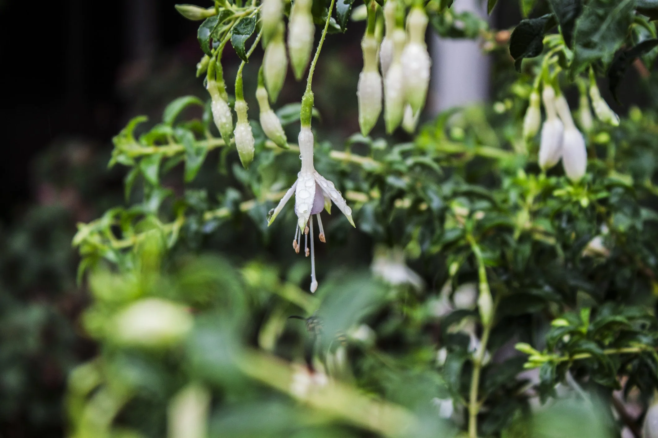Fuchsia magellanica var. molinae 'Alba'