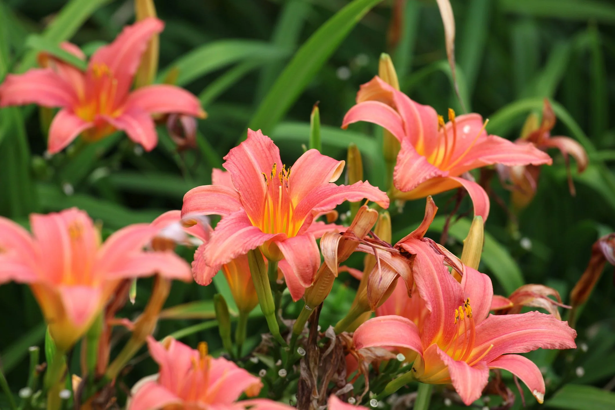  Hemerocallis 'Pink Damask'