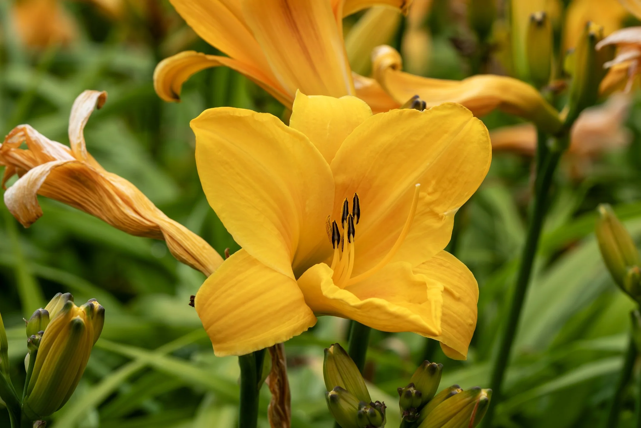  Hemerocallis 'Chicago Sunrise'