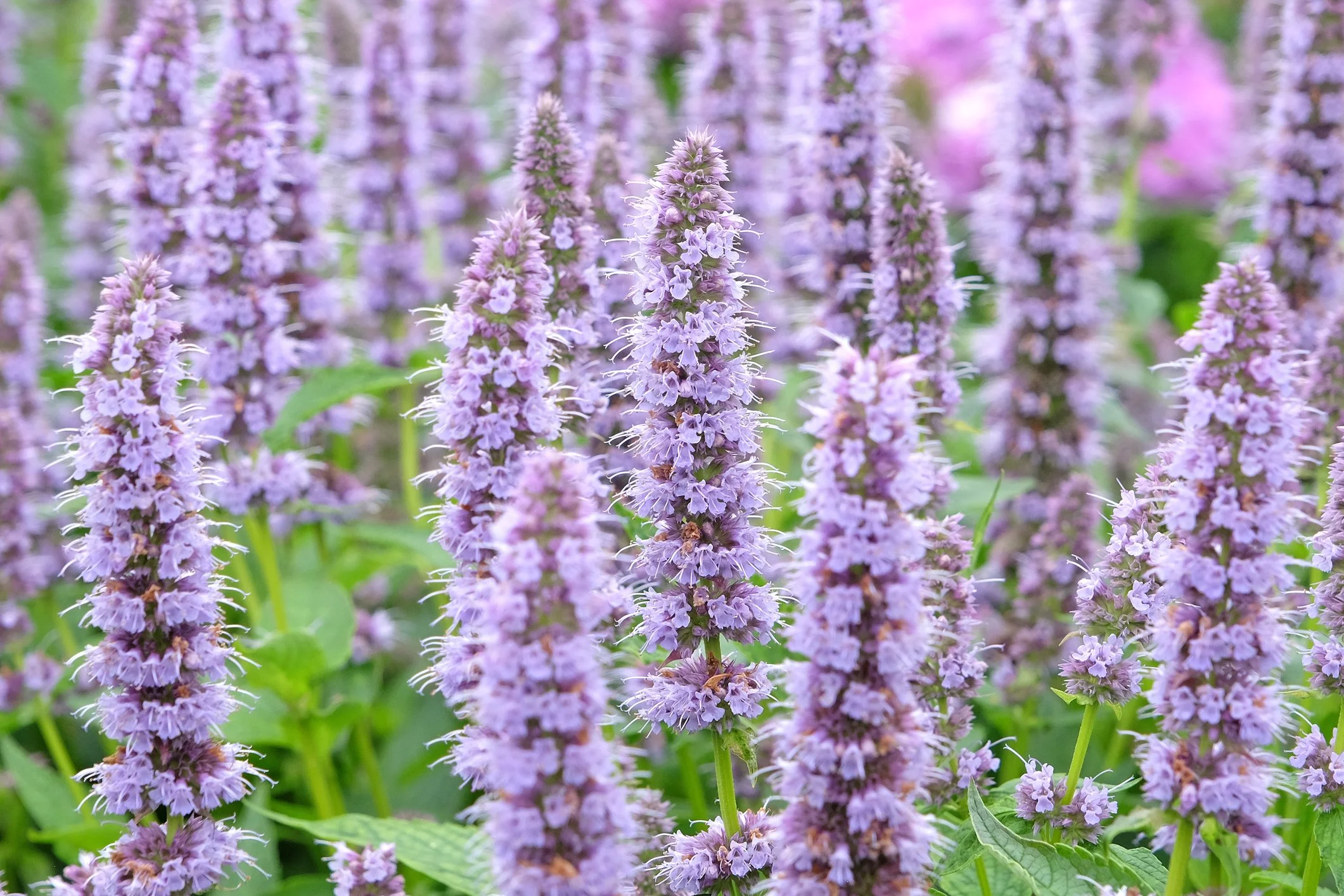 Agastache 'Blue Fortune'